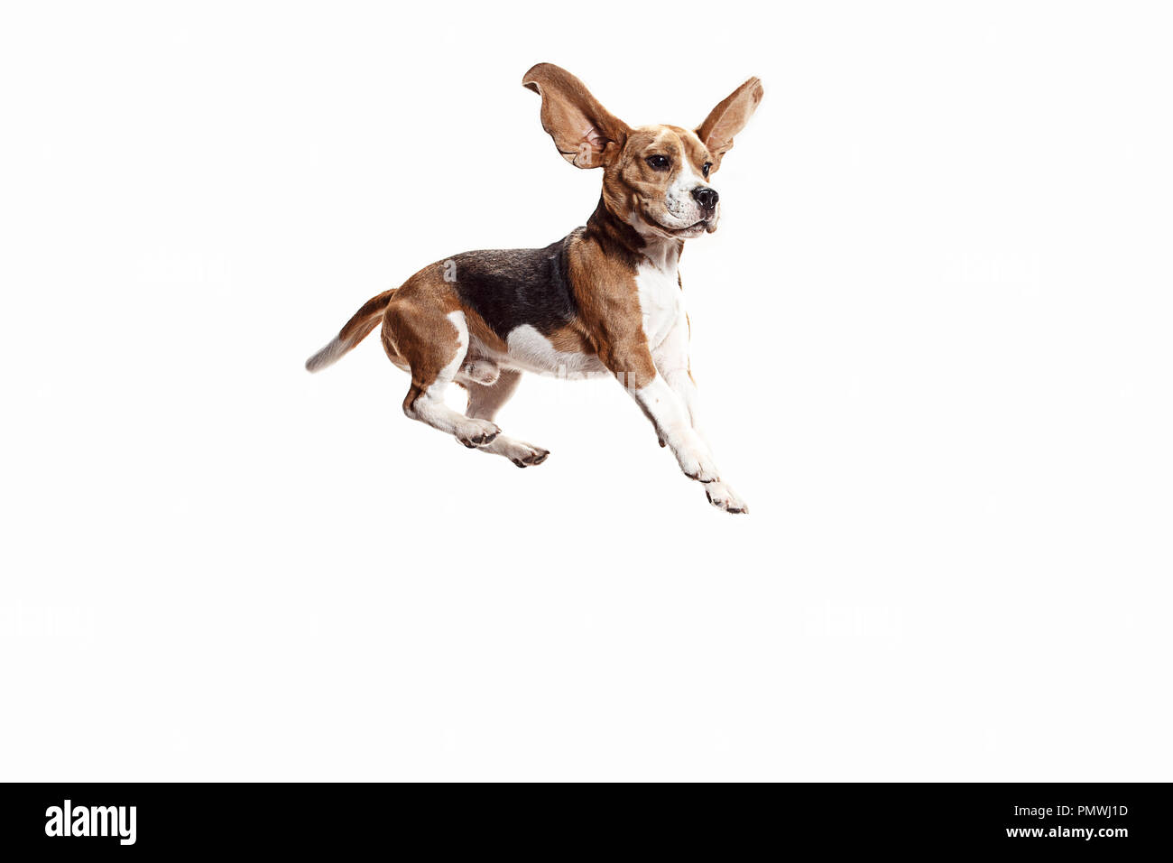 Vista frontale della cute del cane beagle jumping isolato su un bianco di sfondo per studio Foto Stock
