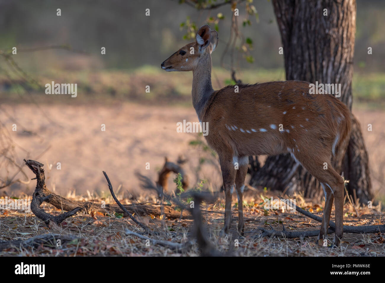 Bushbuck Pecora in piedi sulla riva di un fiume Foto Stock