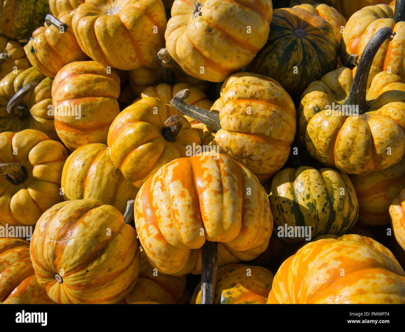 Foto di diverse varietà di zucche in forma di paprika in giallo arancione di colore verde Foto Stock