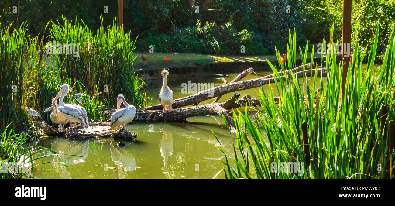 Pelican uccelli famiglia insieme a un paesaggio fluviale un adulto proteggere il suo bambino Foto Stock