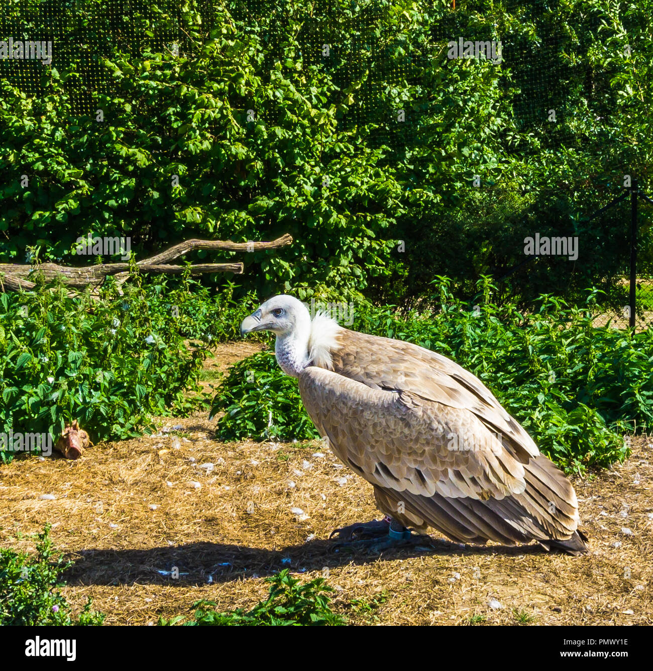 Bella wild avvoltoio uccello close up ritratto Foto Stock