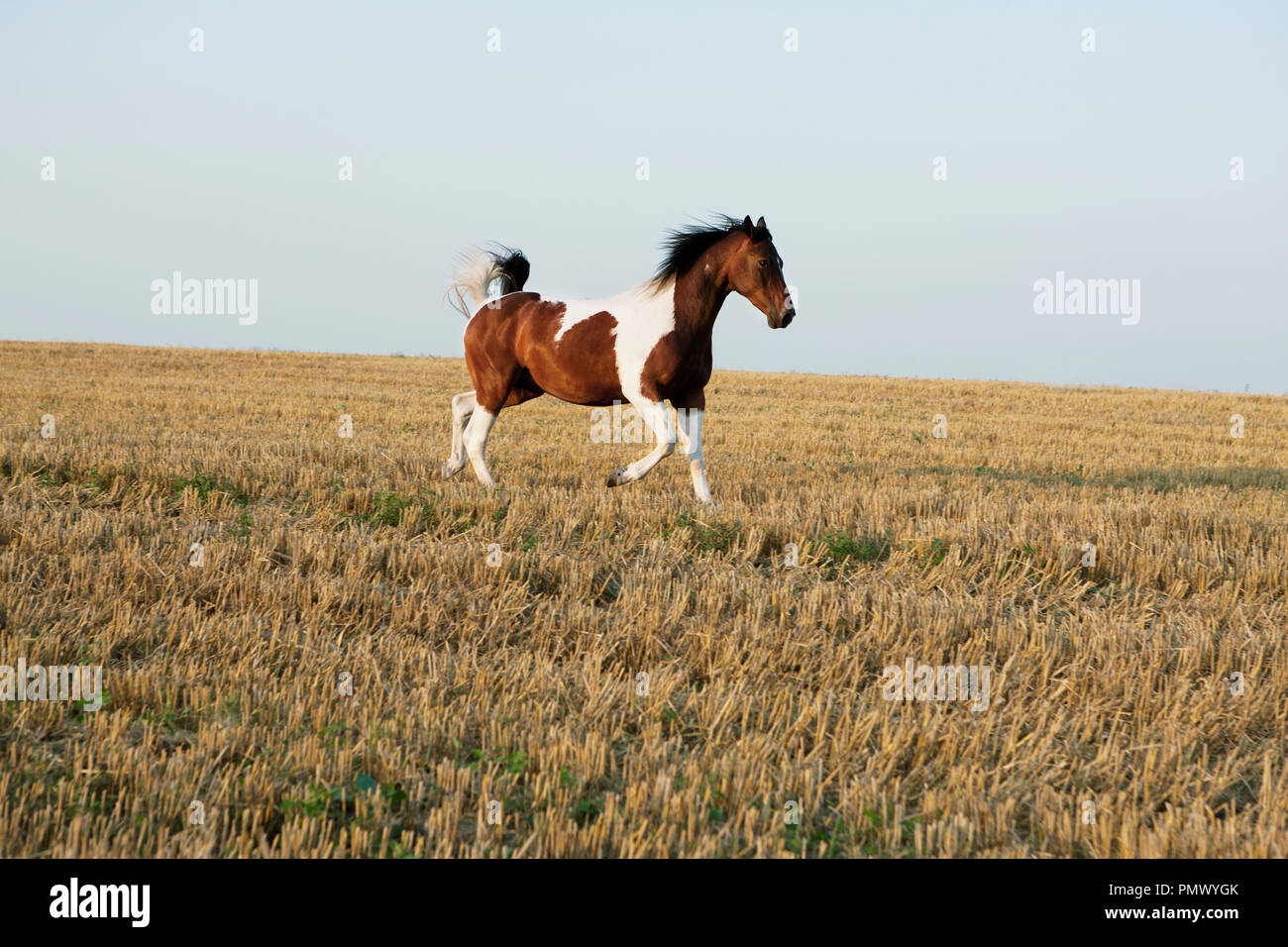 Brown e White Horse Running nel soleggiato campo rurale Foto Stock