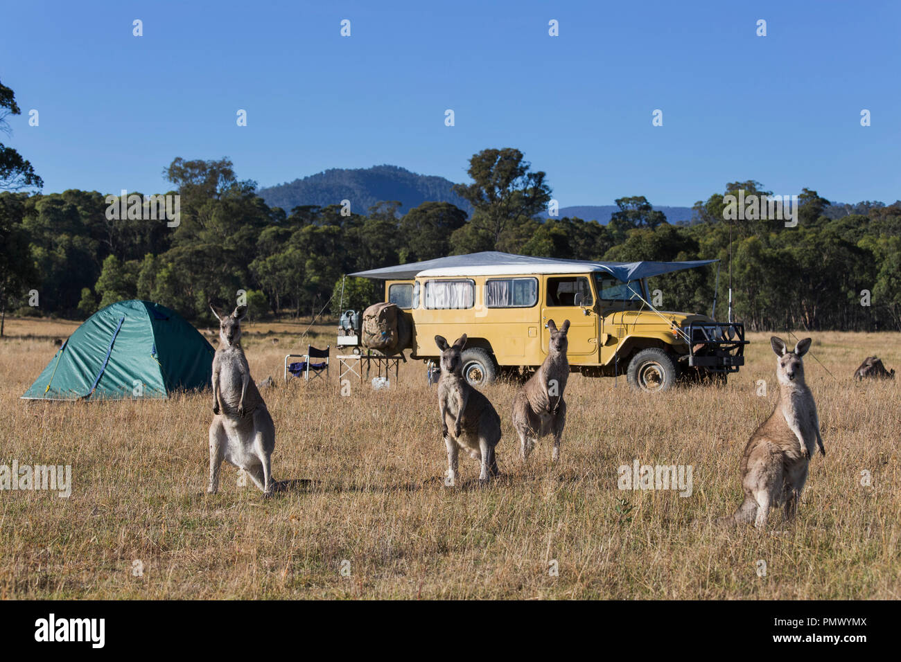 I canguri nel campo soleggiato vicino al campeggio Foto Stock