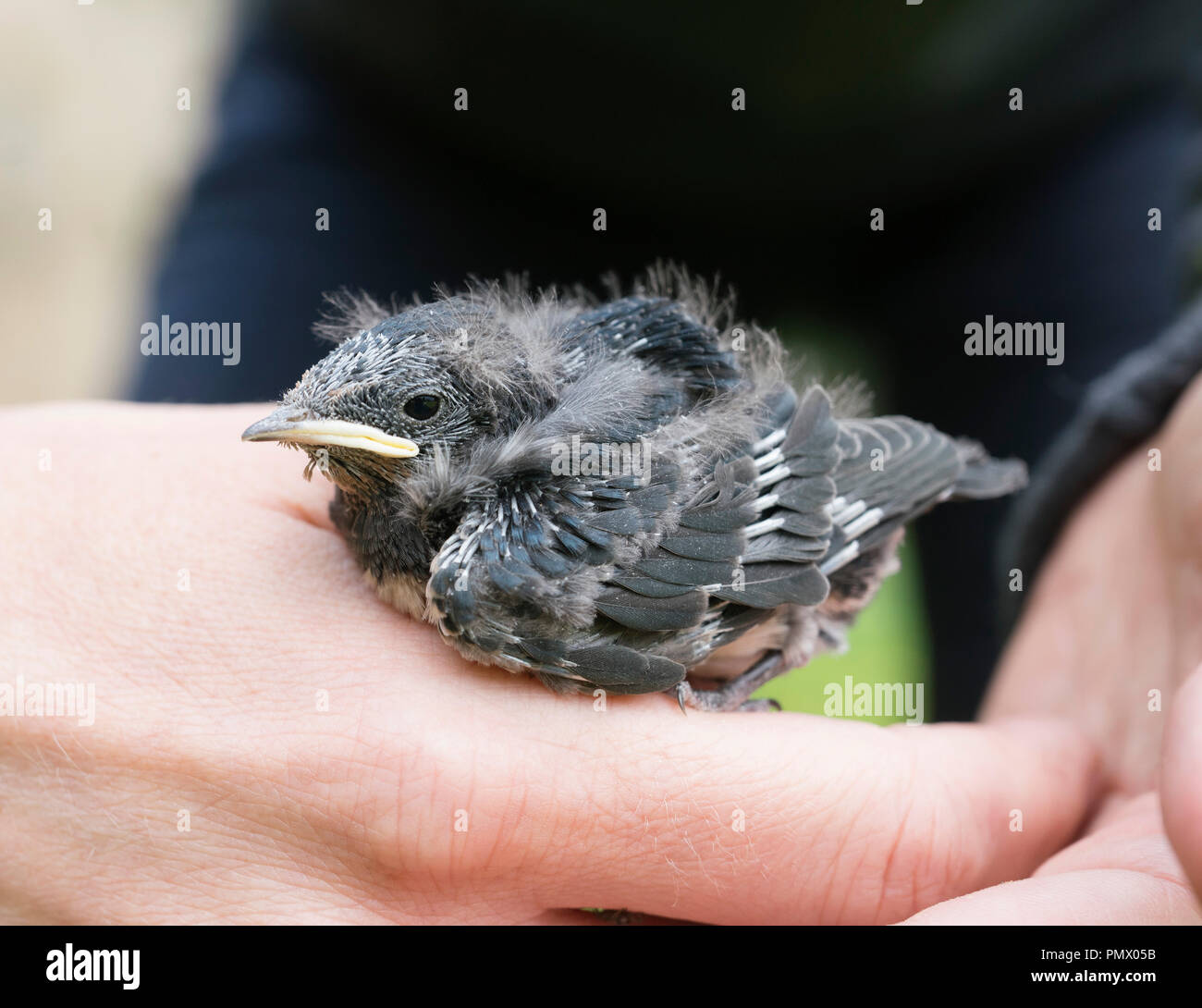 Close up piccolo uccello in mano umana Foto Stock