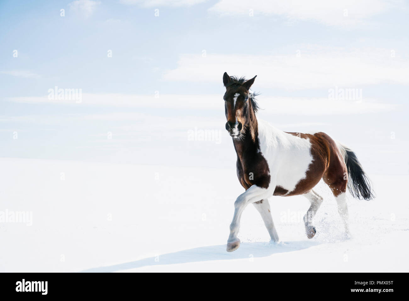 Bella brown e White Horse Running in campo nevoso Foto Stock