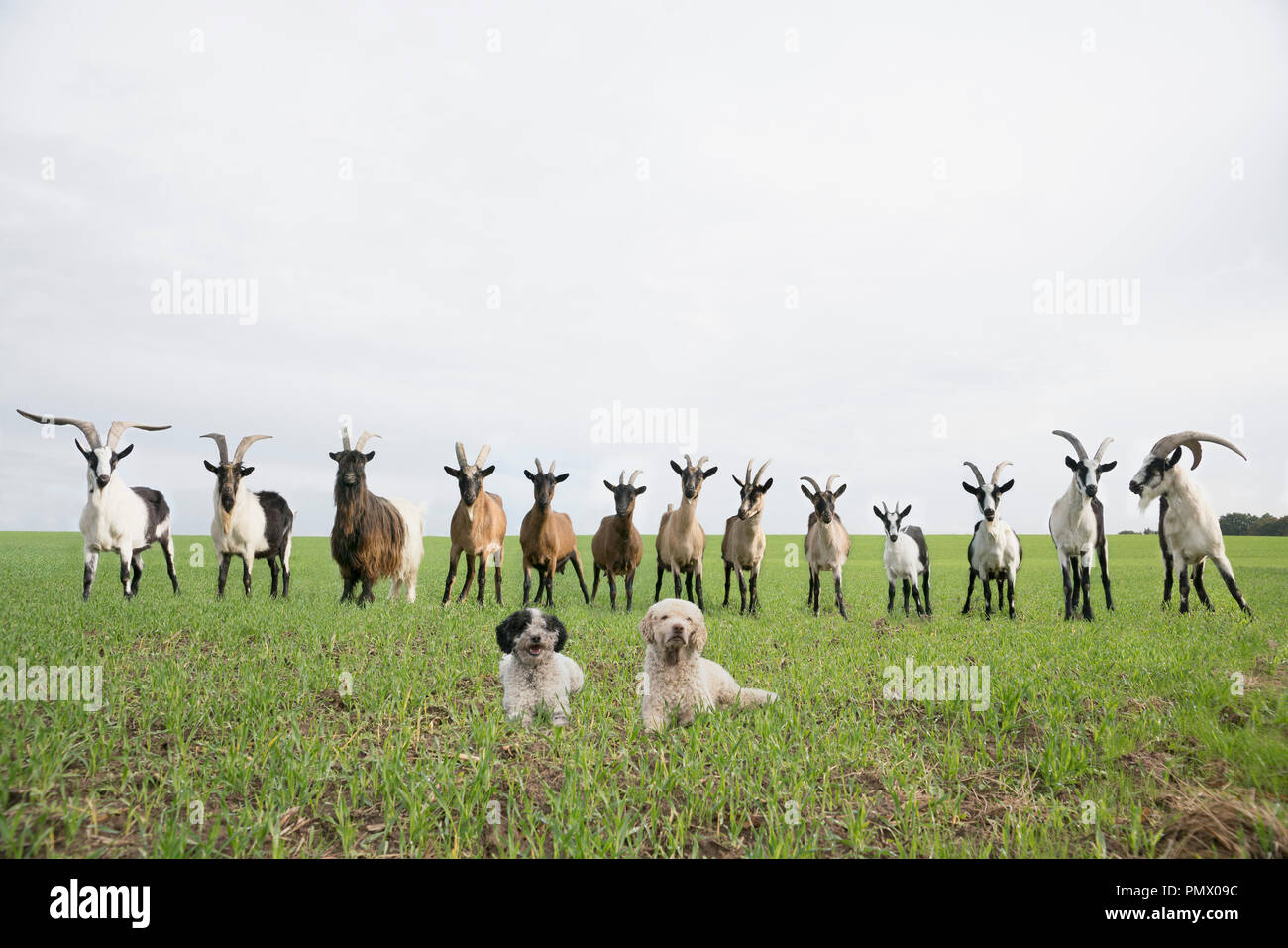 Ritratto di capre e cani in campo rurale Foto Stock