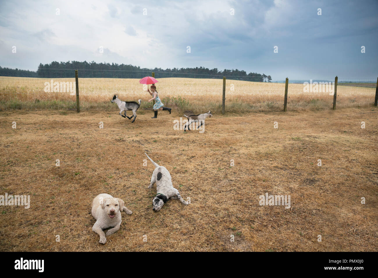 Ragazza che gioca sulla fattoria con capre e cani Foto Stock