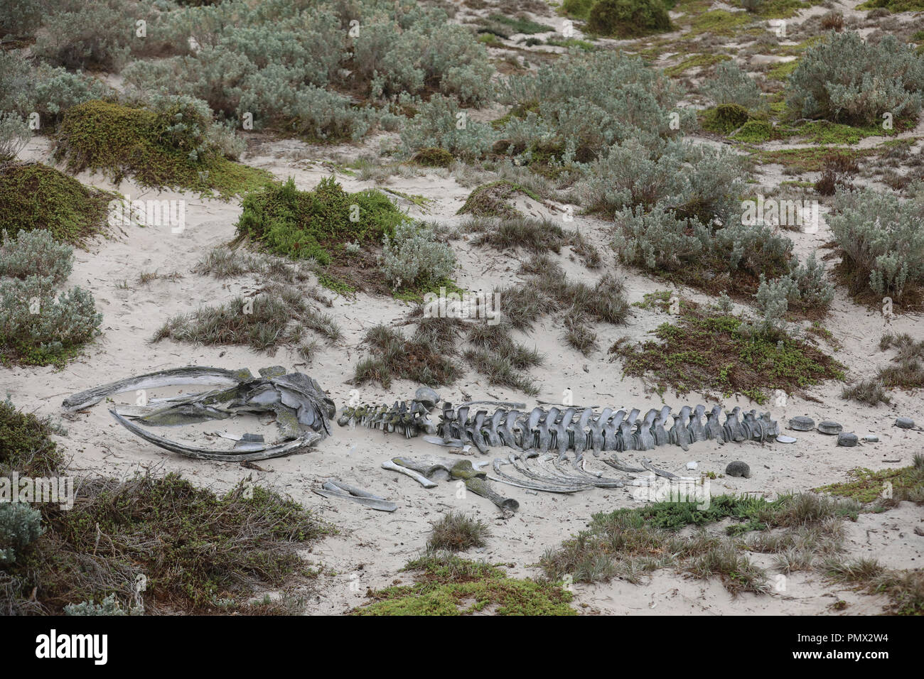 Lo scheletro di animale in sabbia Foto Stock