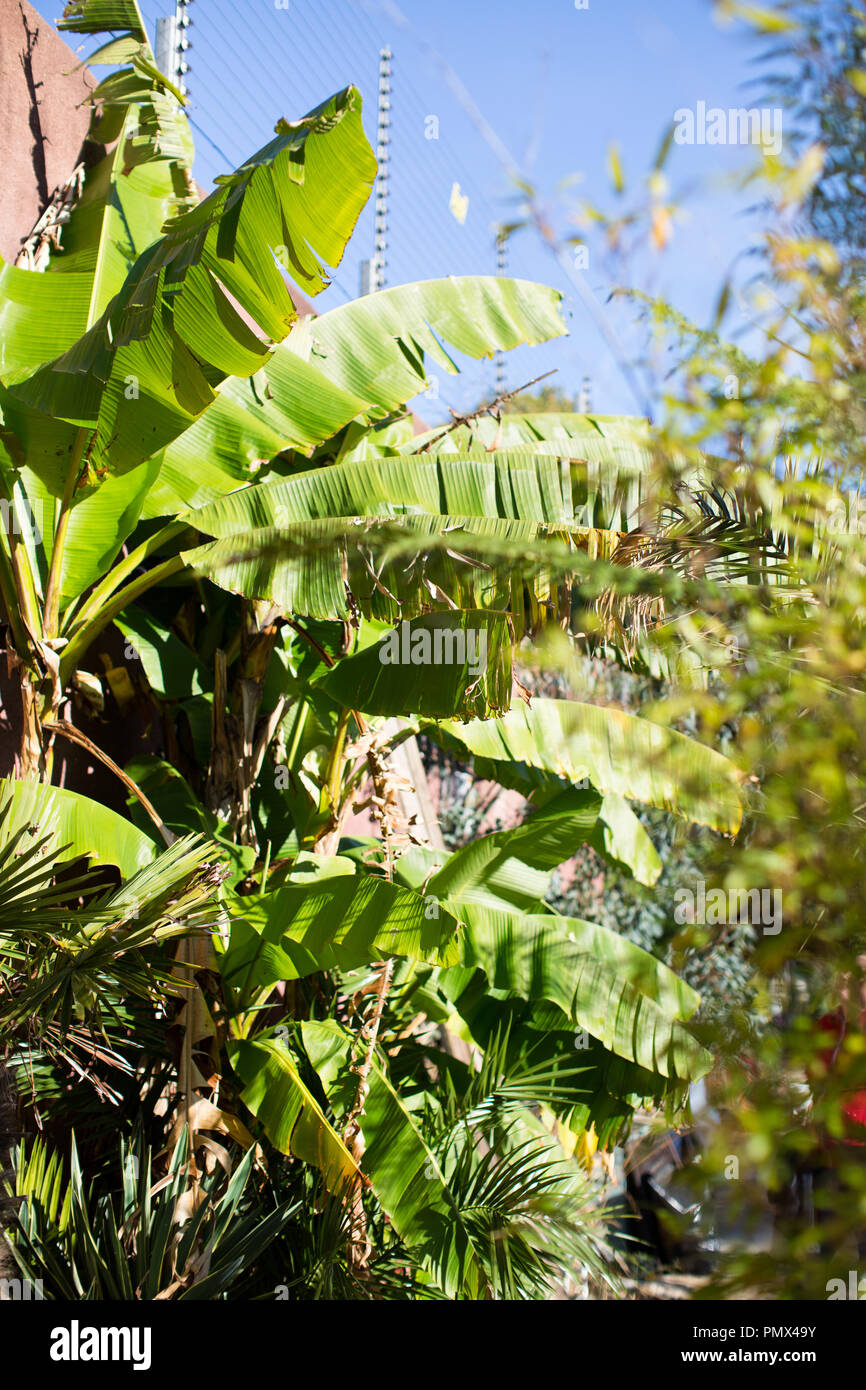 Guardando attraverso le foglie di un verde piante di banana in un giardino urbano nel Mediterraneo Foto Stock