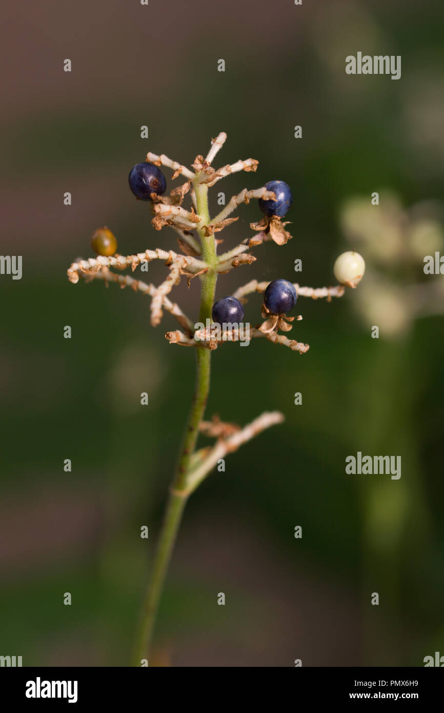 Pollia japonica anche chiamato East Asian pollia e Yabumyoga è un fiore perenne nativa per l'Asia orientale. Visto presso il giardino botanico di Berlino, Europa Foto Stock