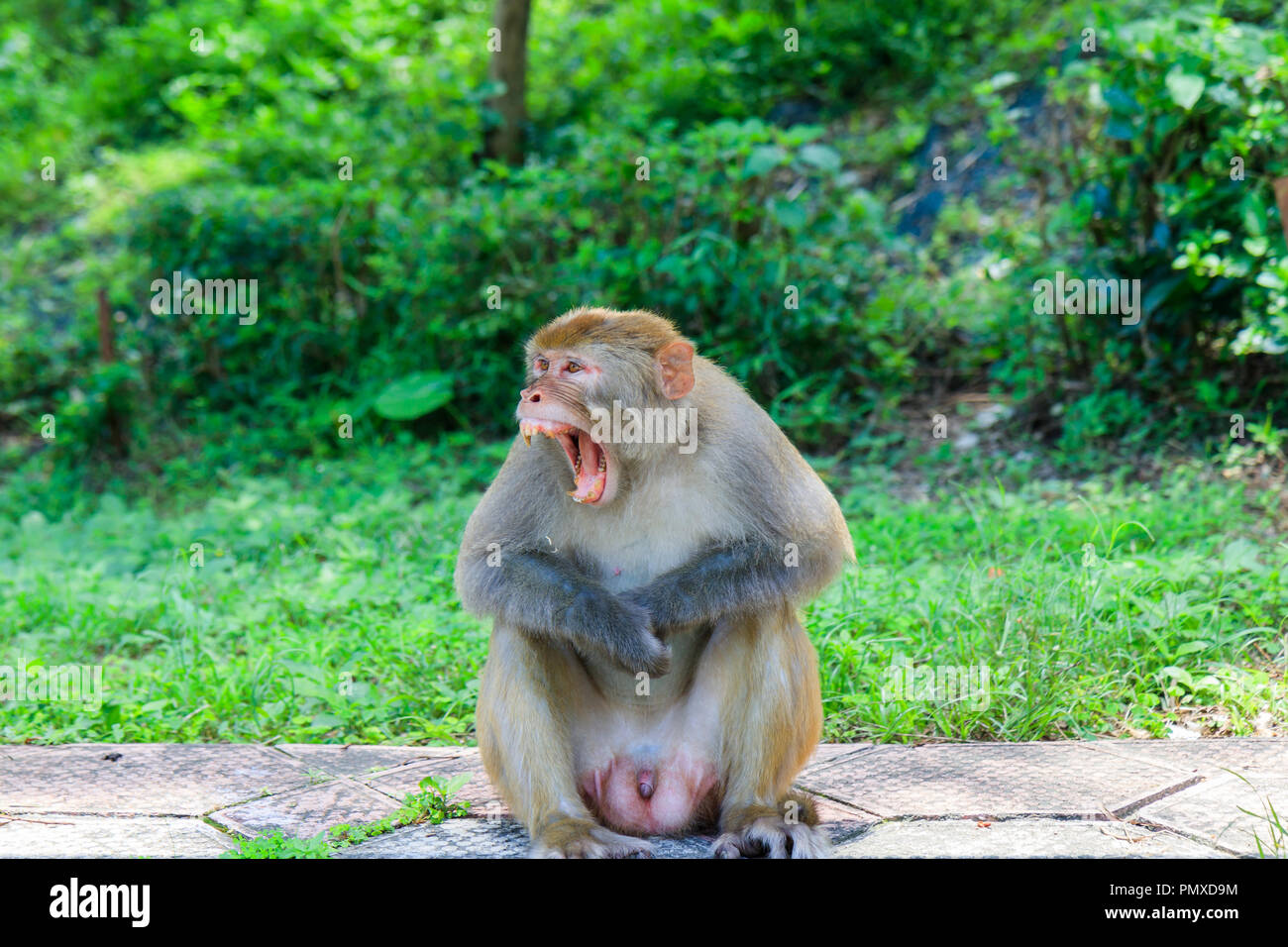 Arrabbiato Wild scimmia a Kam Shan Country Park di Hong Kong Foto Stock