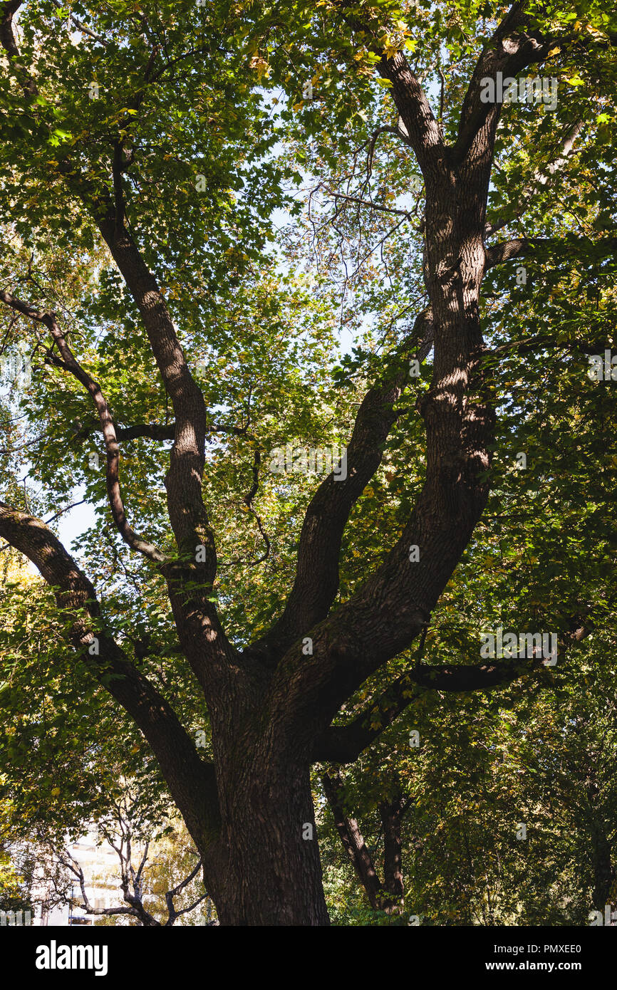 Fogliame verde prospettiva ad albero sullo sfondo della natura Foto Stock