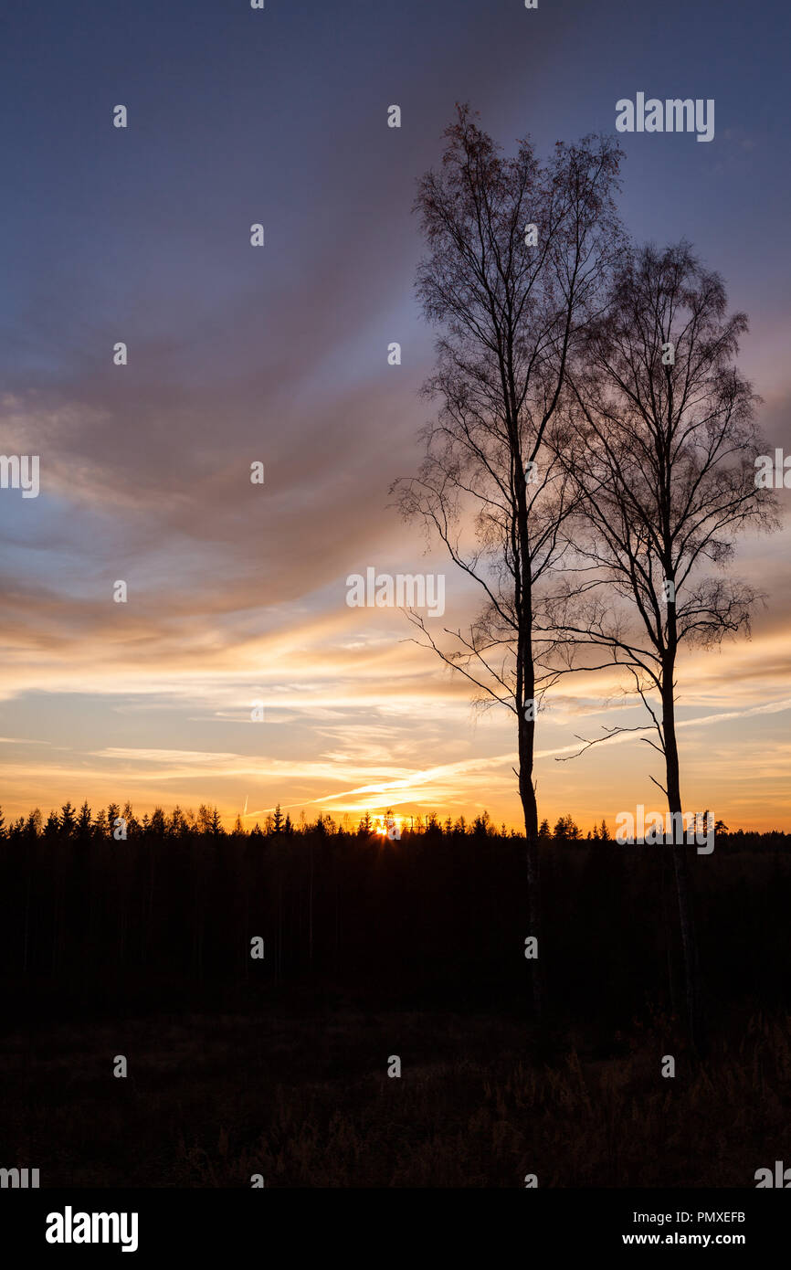 Alberi e il tramonto in Finlandia Foto Stock