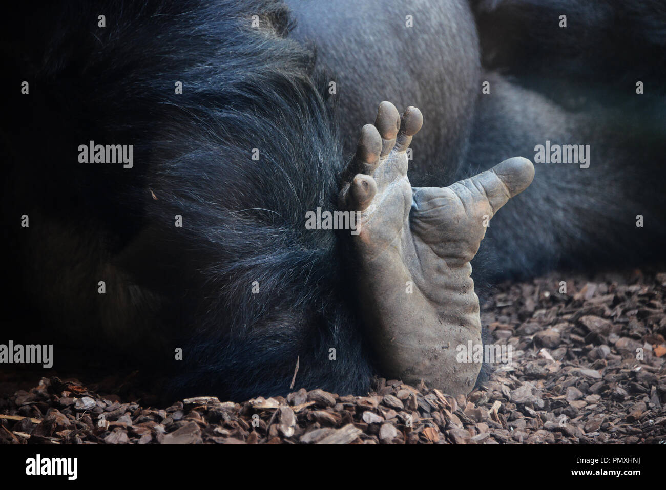 Gorilla il piede Foto Stock