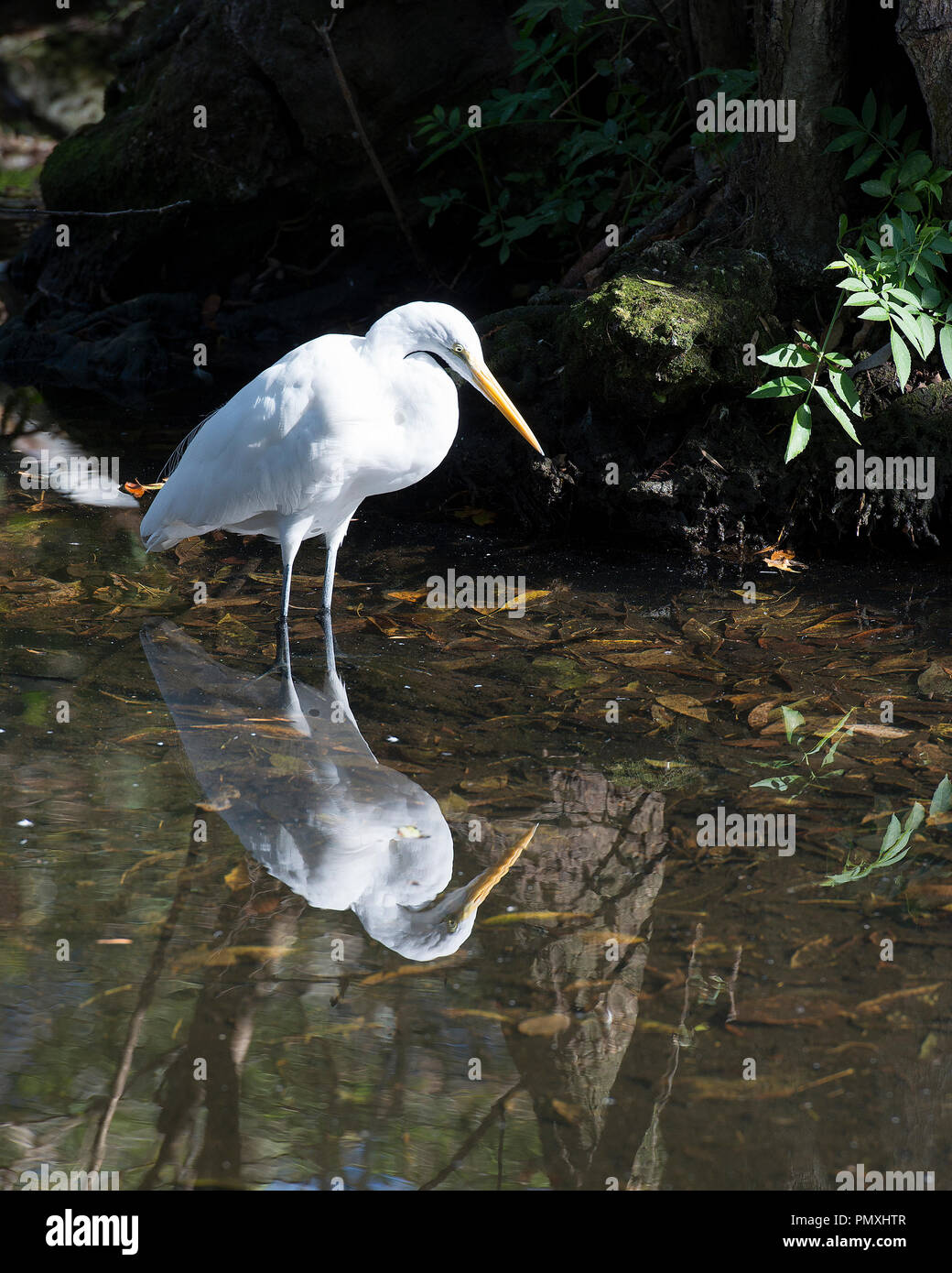 Grande Airone bianco che mostra la sua riflessione sull'acqua e godere del suo ambiente. Foto Stock