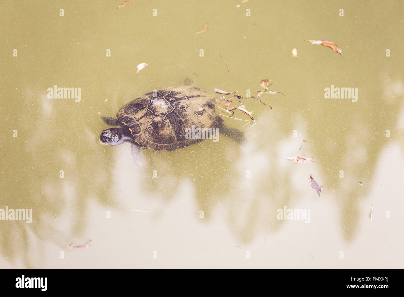 Un vecchio turtle nuota in un lago del paese Foto Stock