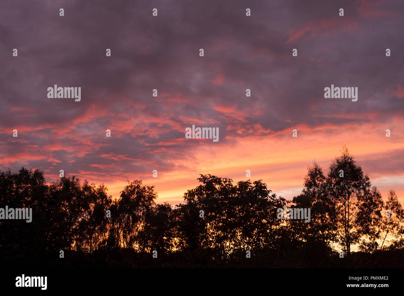 Drammatico il sangue rosso Crimson tramonto riflesso fuori base di nuvole contro treeline British alberi nativi, Frassino, Acero, Betulla dell'Etna e eucalipto Foto Stock