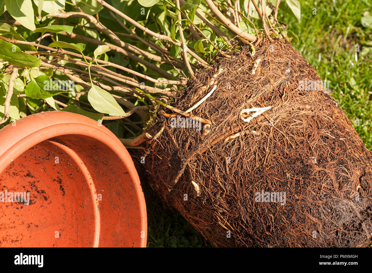 Soffocare le condizioni per la crescita delle piante e affollata cramped radici di Lilla di albero in vaso occupando tutto disponibile lo spazio del suolo in modo che la radice legato cresciuto troppo grande Foto Stock