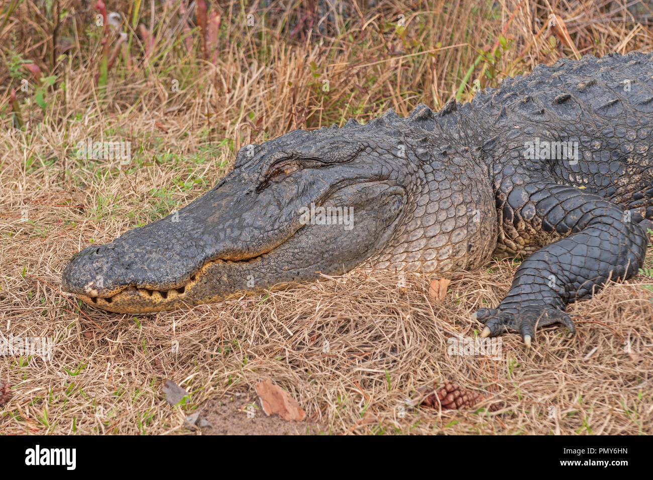 Colpo alla testa di un alligatore crogiolarsi nella Okefenokee National Wildlife Refuge in Georgia Foto Stock