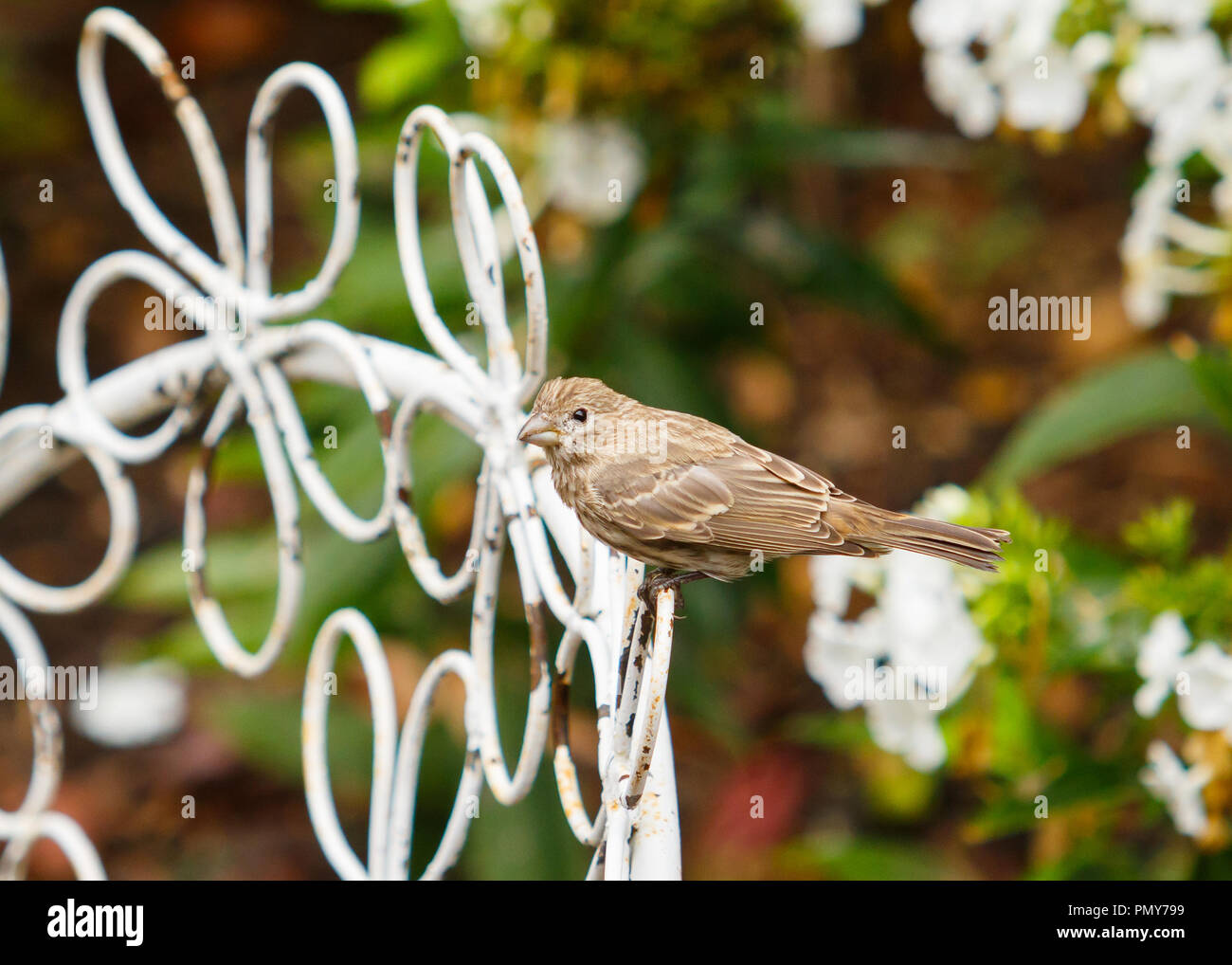 Casa femmina Finch in Flower Garden Foto Stock