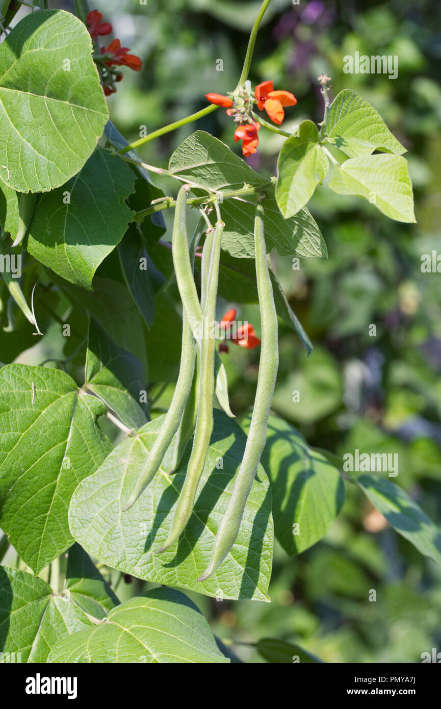 Phaseolus coccineus. Runner Bean Firestorm "". Foto Stock