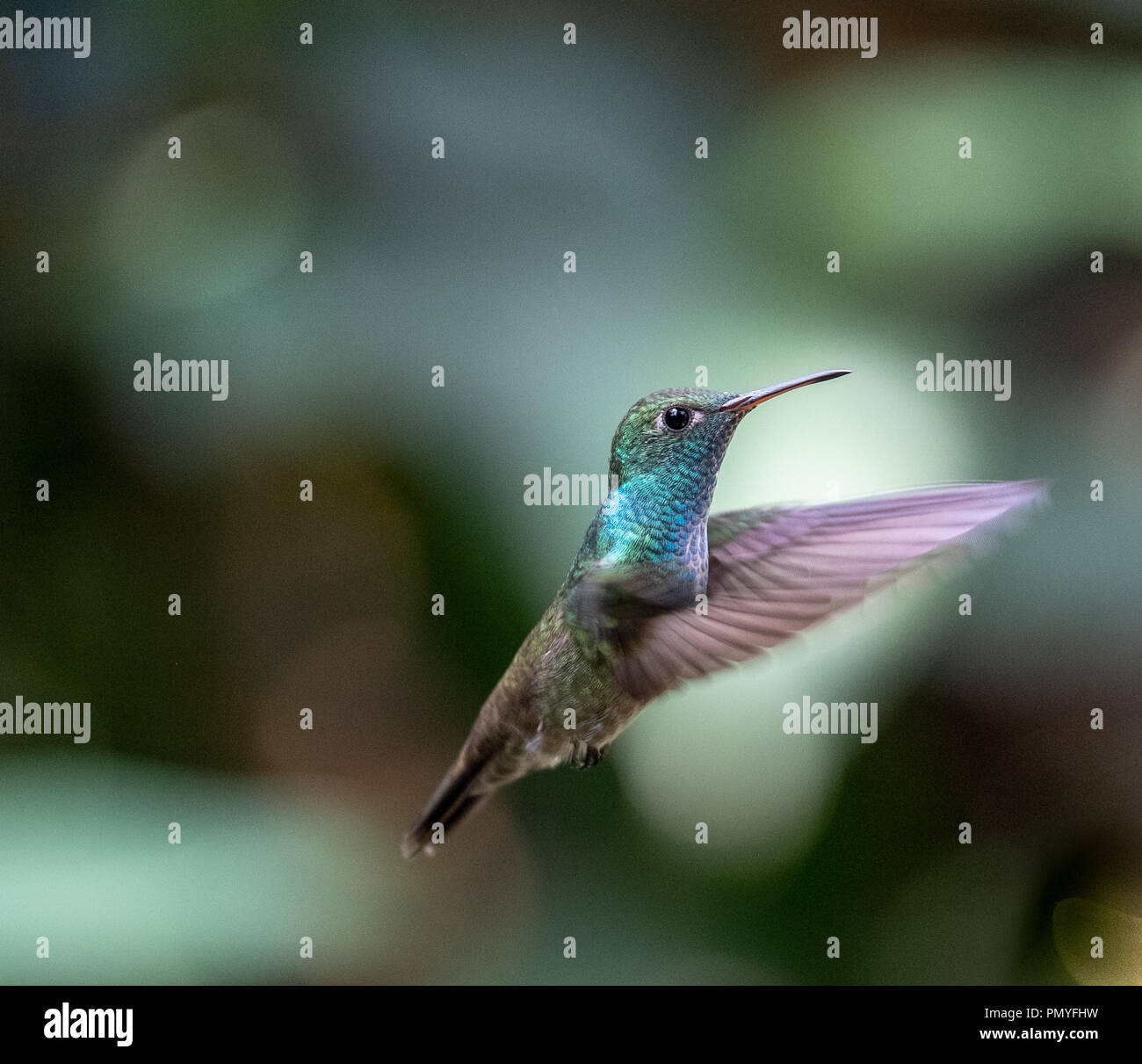 Versicolored Smeraldo (Amazilia versicolor) hummingbird in volo. Puerto Iguazu , Misiones, Argentina Foto Stock