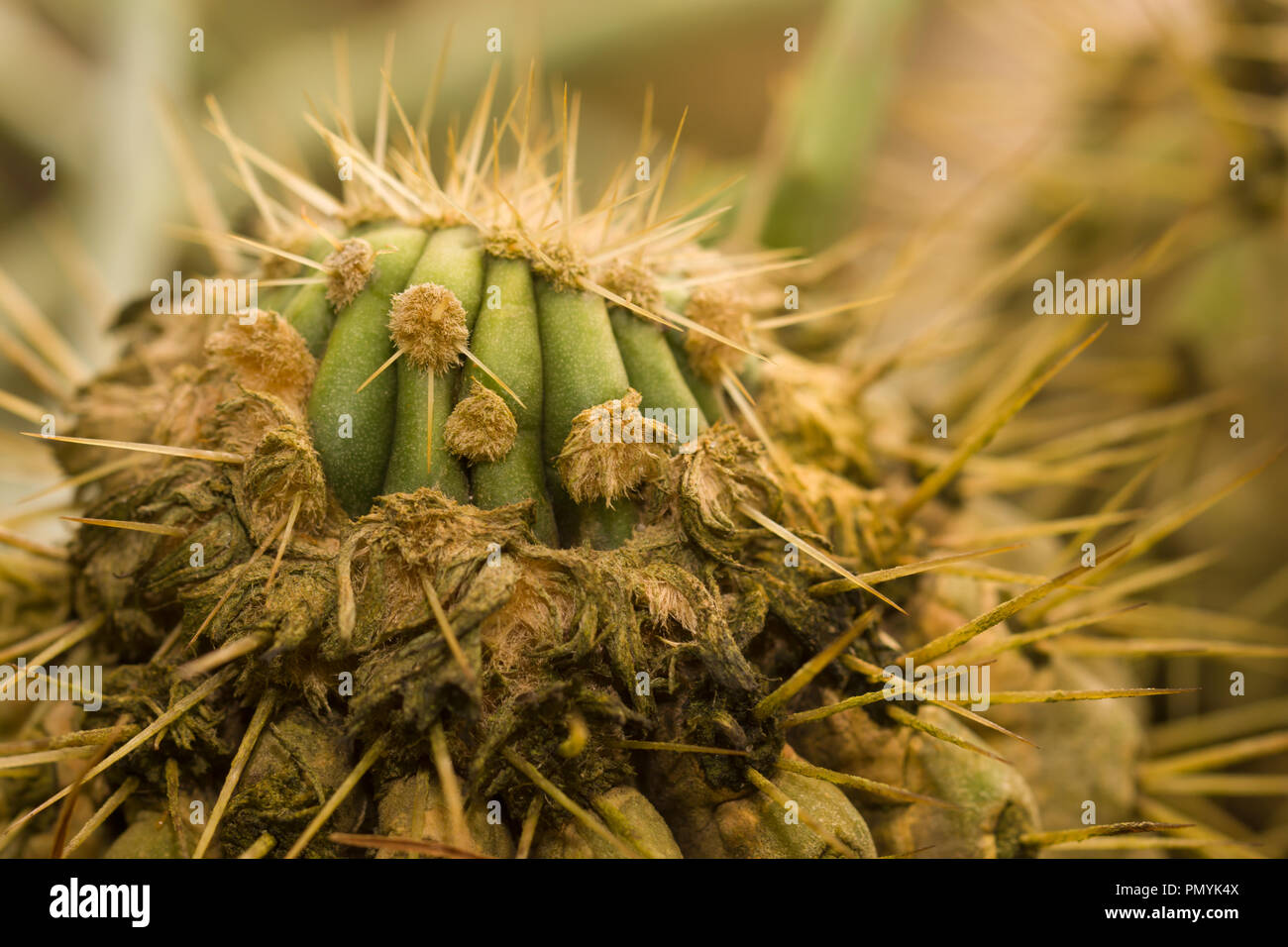 Adulto forma di copiapoa haseltoniana con wooly corona. Nativo di deserto di Atacama, Cile. Visto presso il giardino botanico di Berlino, Europa Foto Stock