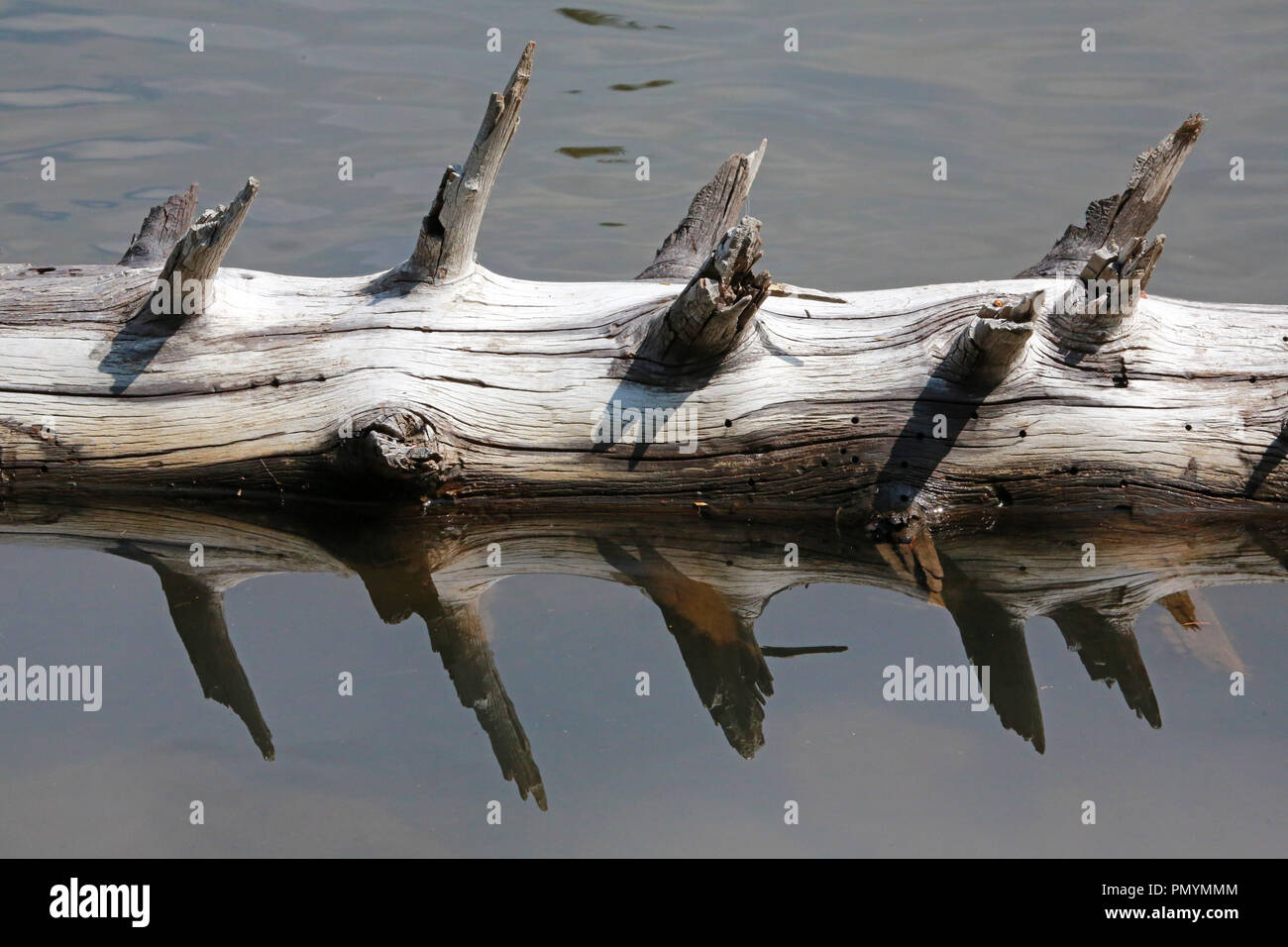 Registro con steli rotti galleggiante nel lago alpino con riflesso perfetto Foto Stock