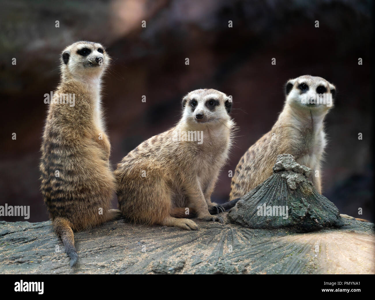 Tre meerkat ( Suricata suricatta ) seduto sulla roccia Foto Stock