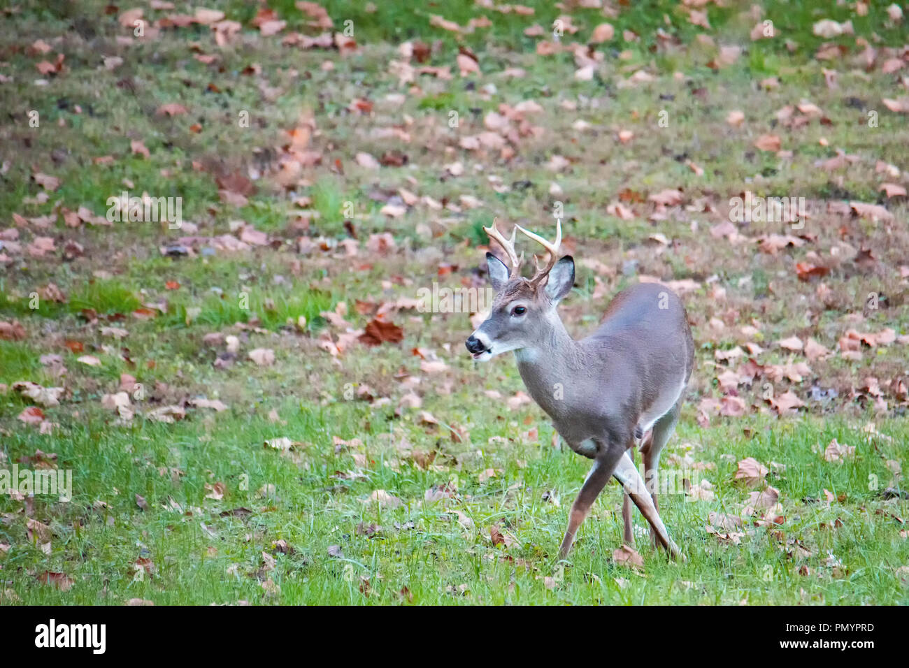White-tailed deer buck ottiene le gambe incrociate. Foto Stock