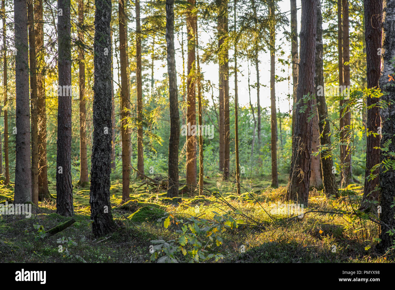 Profonda foresta scandinava durante una tarda estate del giorno. Foto Stock