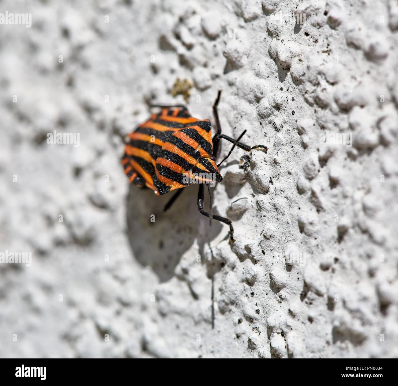 Italian striped bug di protezione Foto Stock