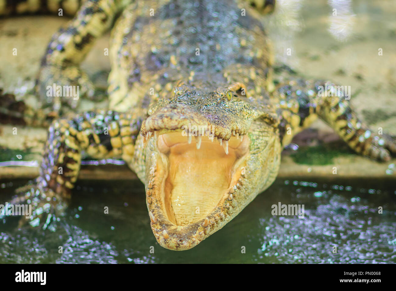 Crocodile ganasce aperte pronto a colpire Foto Stock