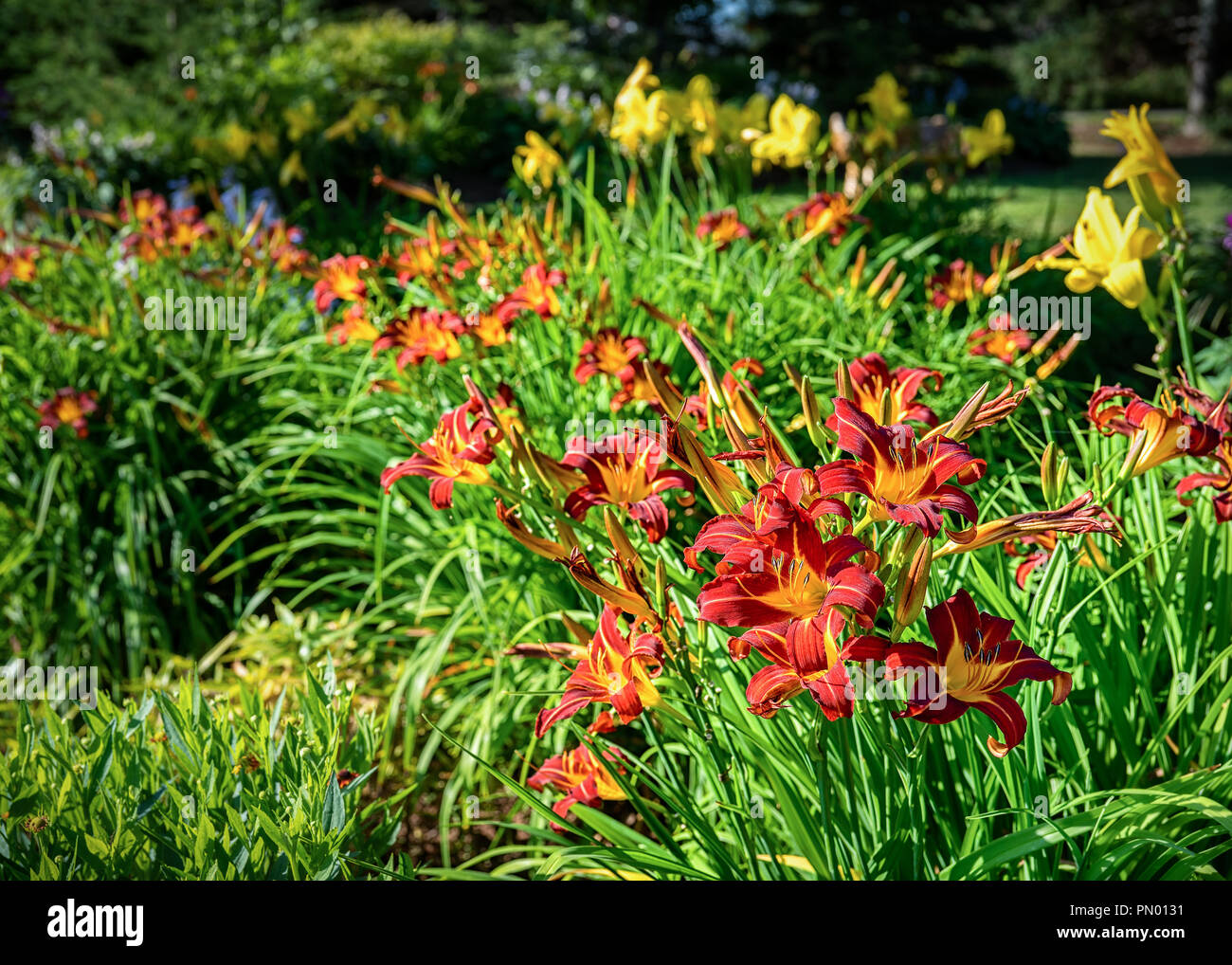 Fiori perenni letto con red daylilies in primo piano. Foto Stock
