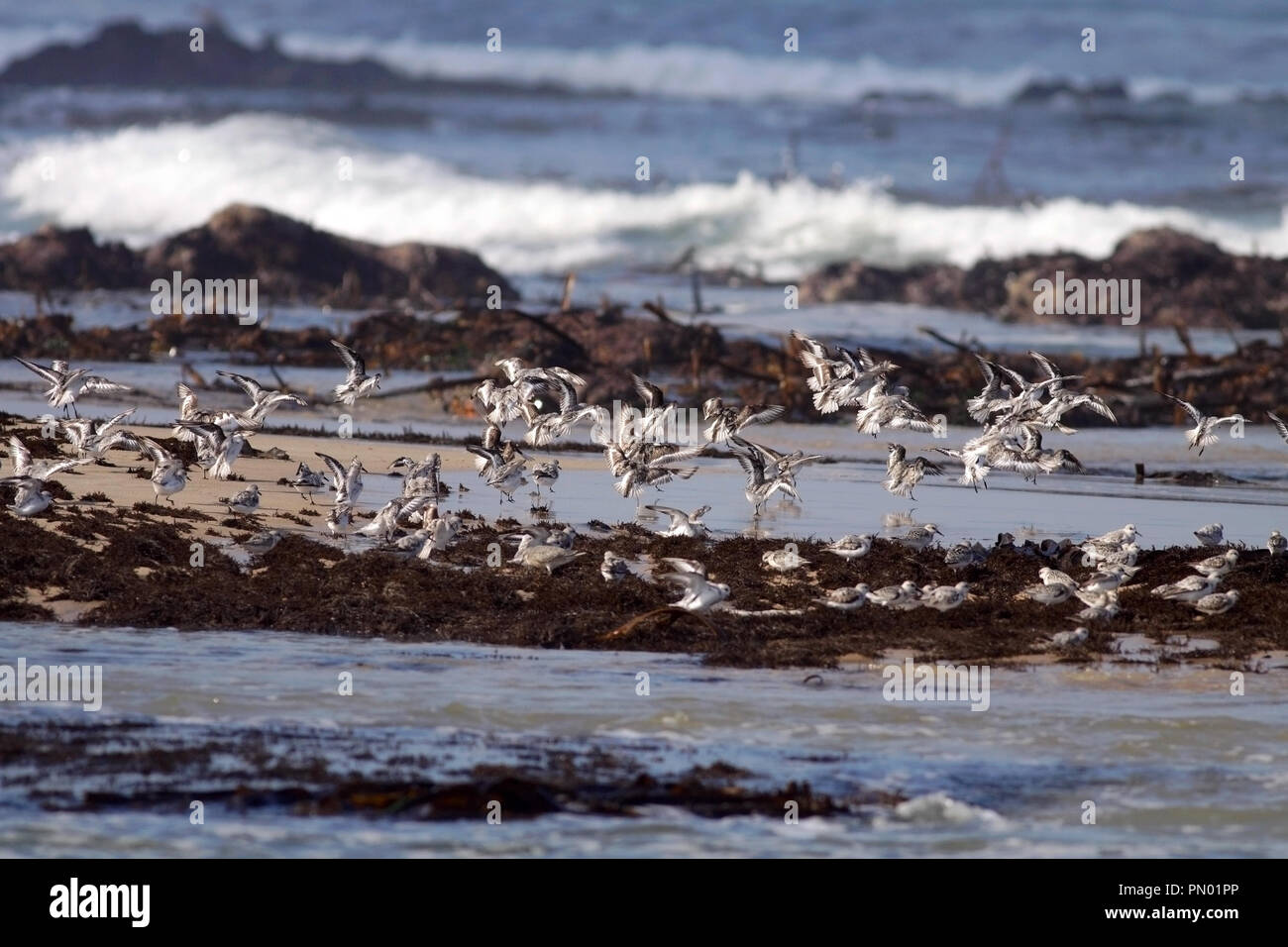 Sanderlings su una spiaggia rocciosa a nord del Portogallo Foto Stock