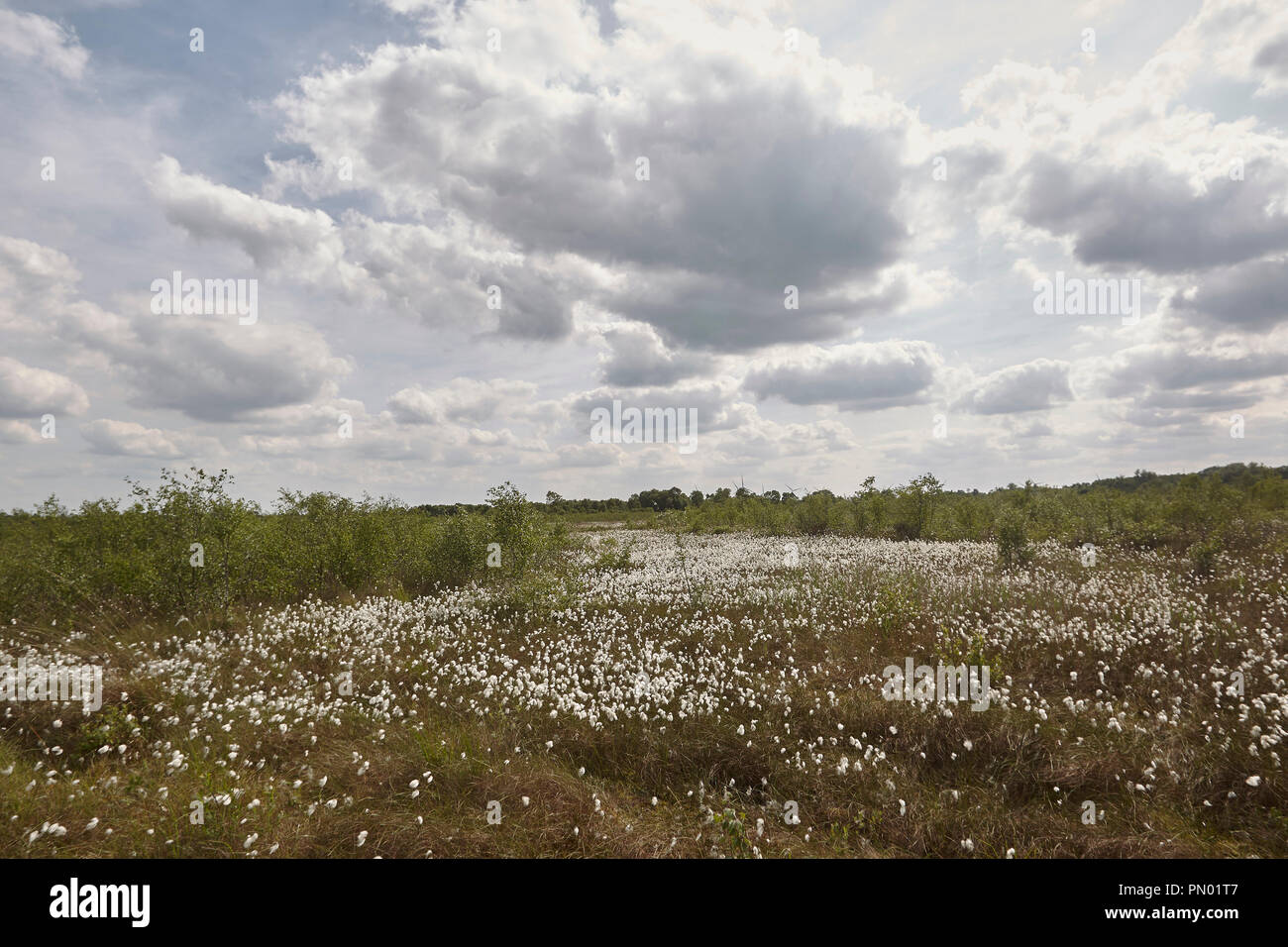 Common cottongrass, Eriophorum angustifolium e Sphagnum bog Crowle Moor riserva naturale di uno dei più ricchi di torba di pianura zone della vegetazione nel nort Foto Stock