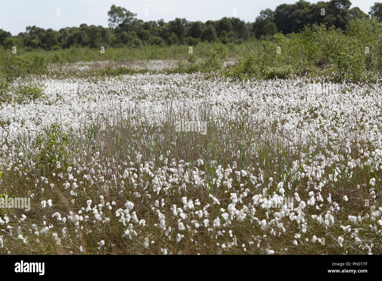 Common cottongrass, Eriophorum angustifolium e Sphagnum bog Crowle Moor riserva naturale di uno dei più ricchi di torba di pianura zone della vegetazione nel nort Foto Stock