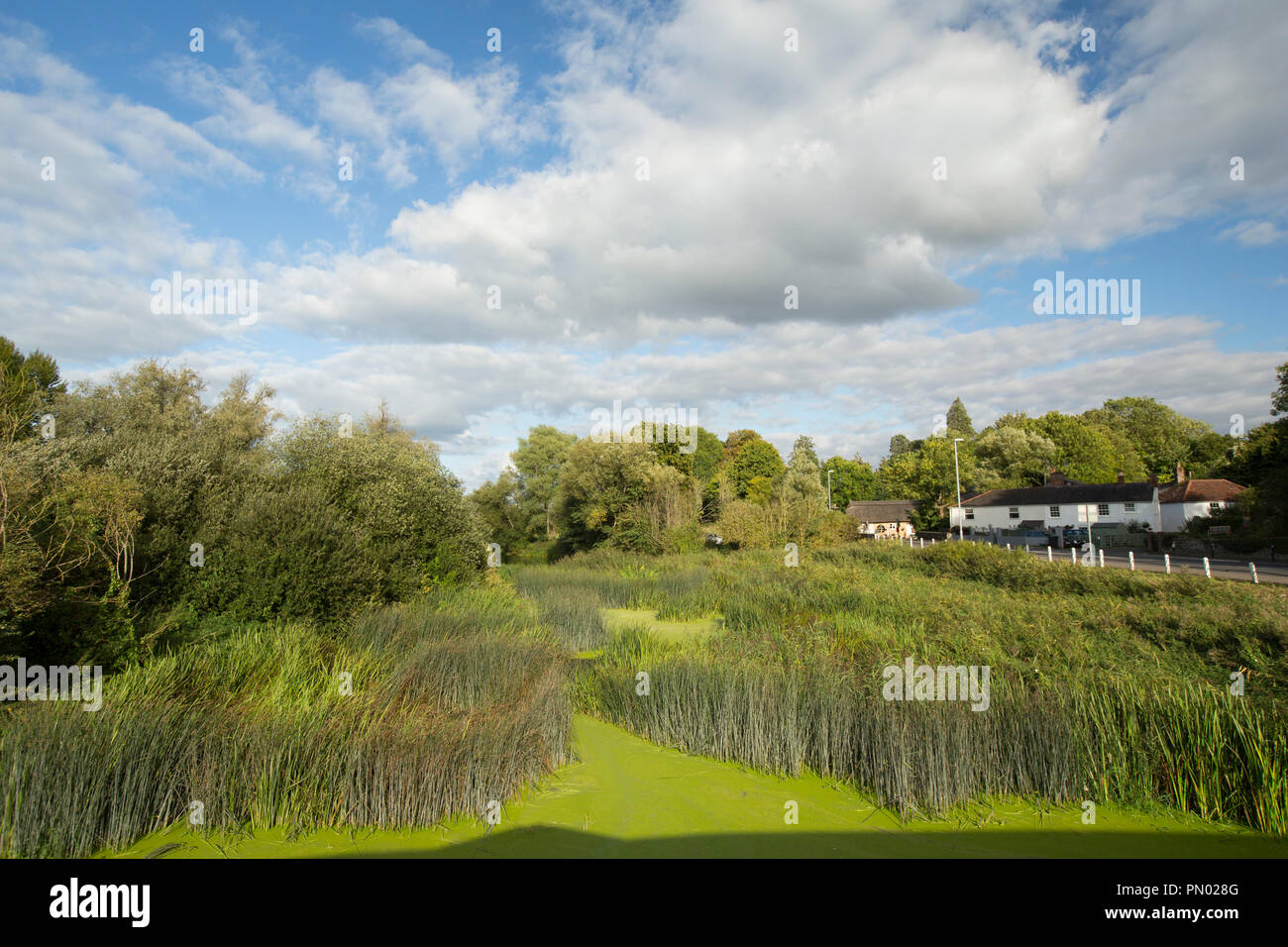 Una vista del Dorset Stour fiume pieno di lenticchie d'acqua e canneti visto dal Sturminster Newton città ponte. Il Dorset England Regno Unito GB. Foto Stock