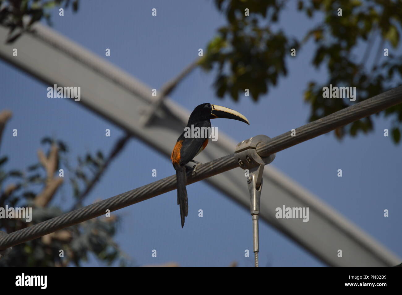 Bird in appoggio su di un filo. Lungo uccello becco. Appoggiata da soli. Foto Stock