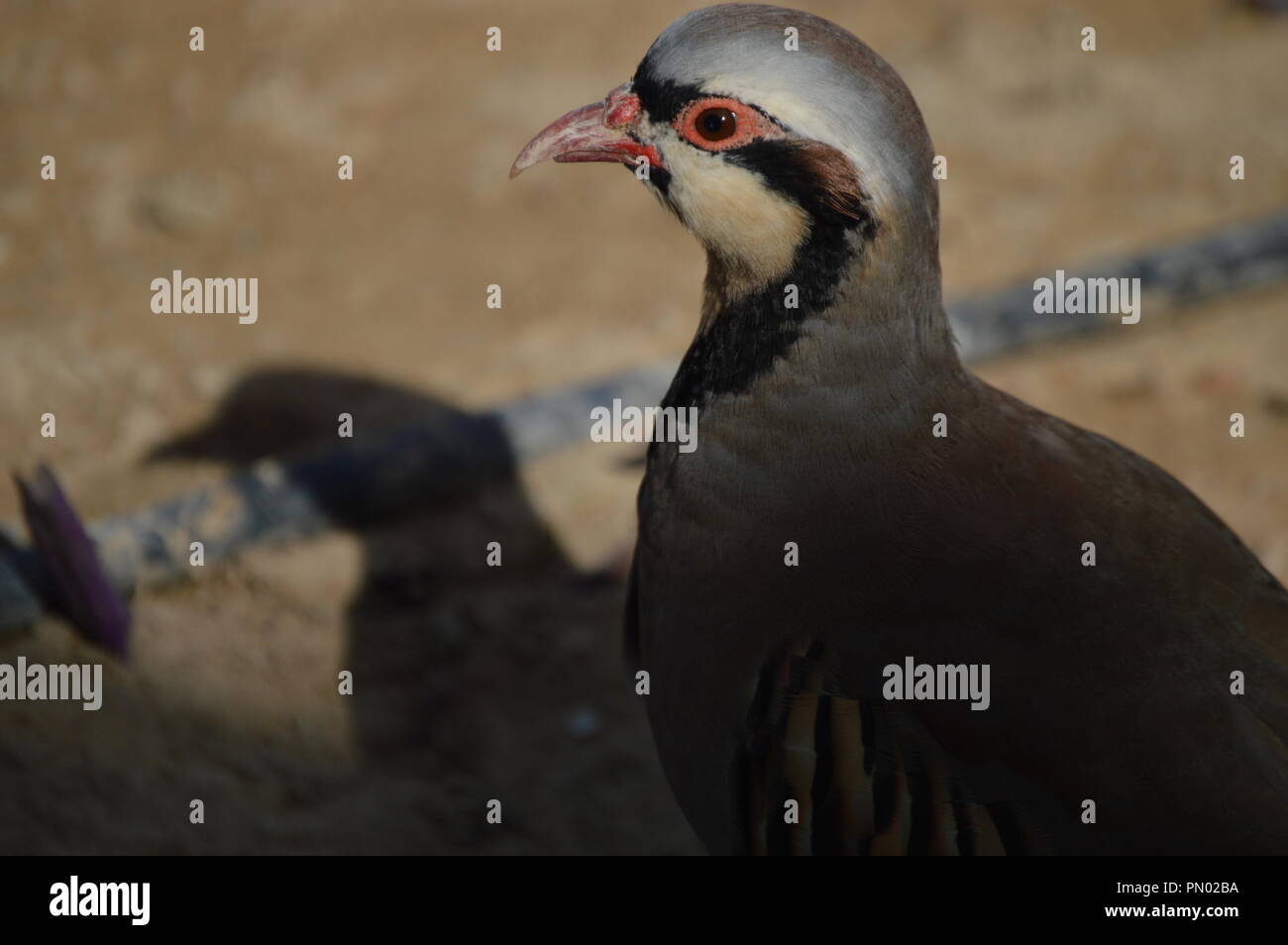 Bird in appoggio. Appoggiata da soli. Foto Stock