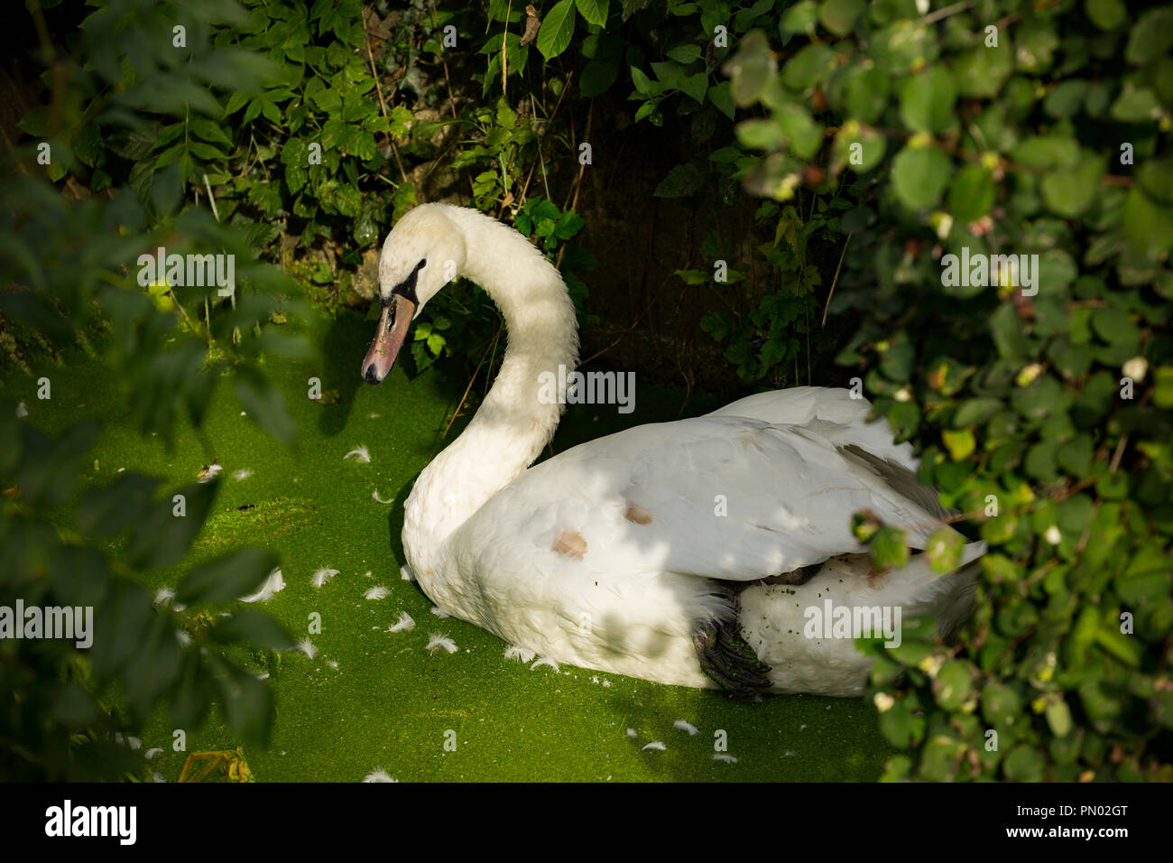 Un Cigno, Cygnus olor, riposando nelle lenticchie d'acqua sopra Fiddleford Mill piscina sul Dorset Stour vicino a Sturminster Newton. Il Dorset England Regno Unito GB Foto Stock