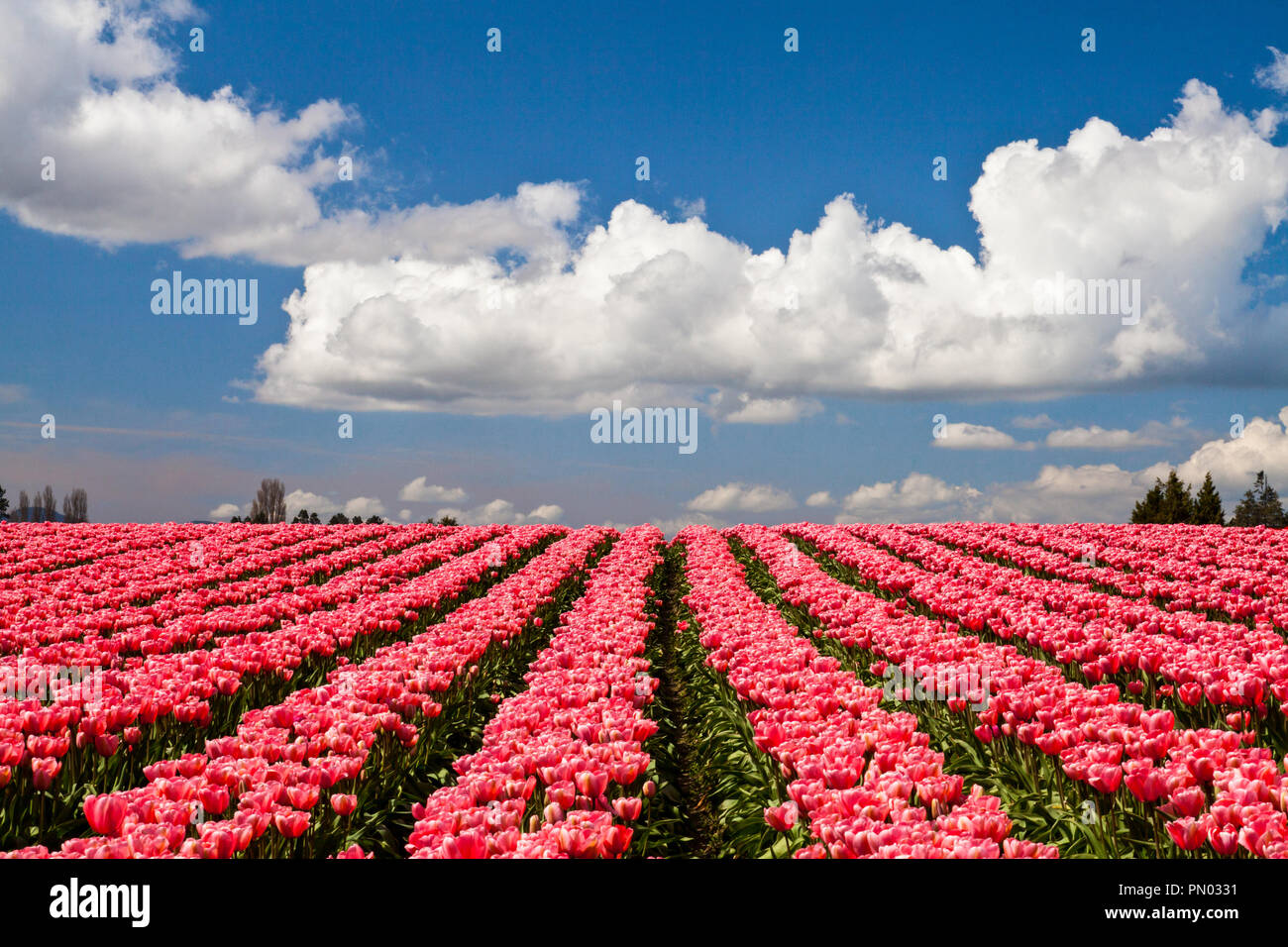 Tulipani rosa che fiorisce in un campo in Mount Vernon, Washington Foto Stock