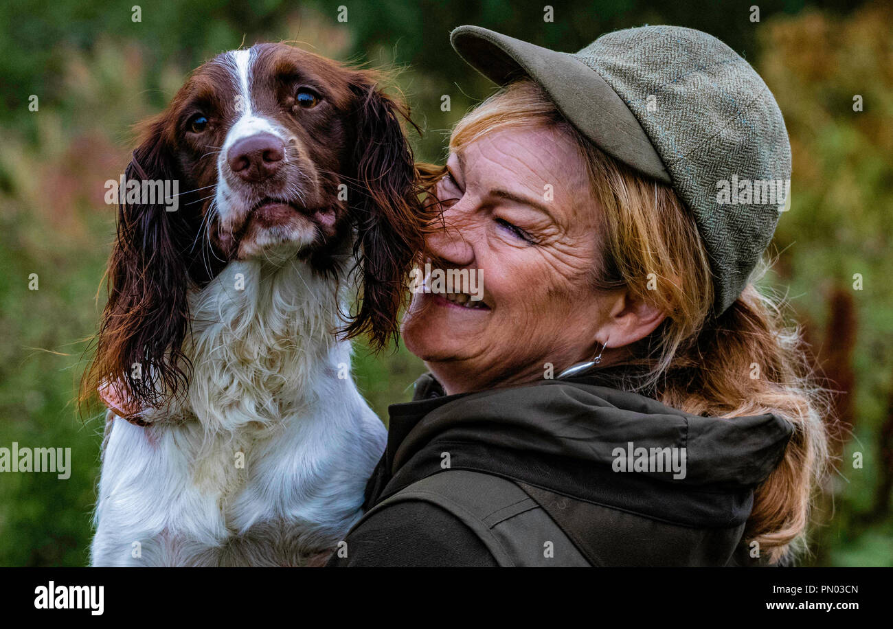 Springer e Cocker Spaniels in gioco..... i cani da sparo che lavorano si divertono Foto Stock