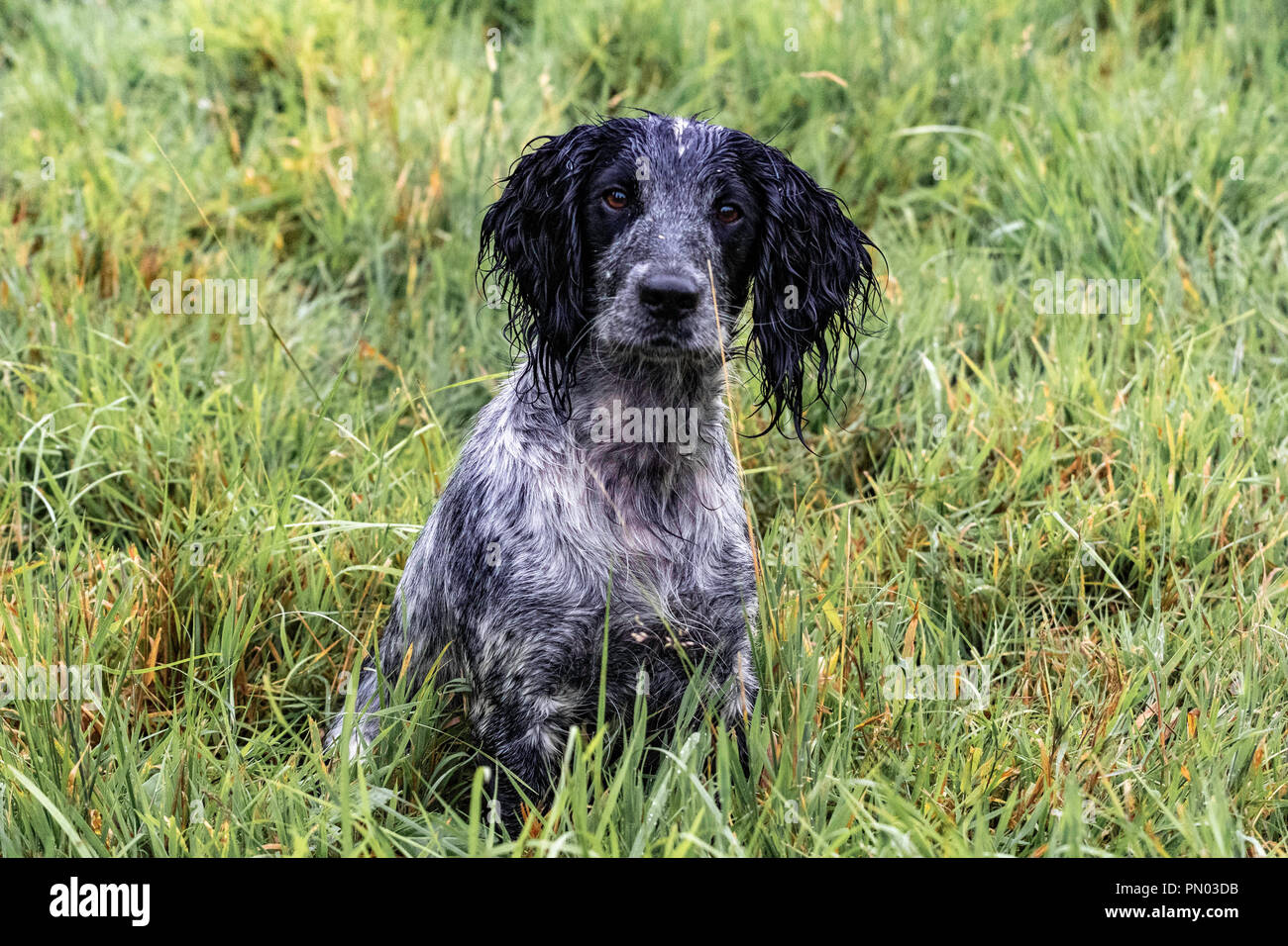 Springer e Cocker Spaniels in gioco..... i cani da sparo che lavorano si divertono Foto Stock