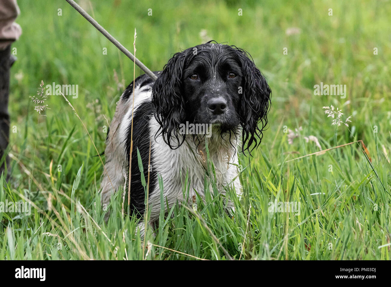 Springer e Cocker Spaniels in gioco..... i cani da sparo che lavorano si divertono Foto Stock