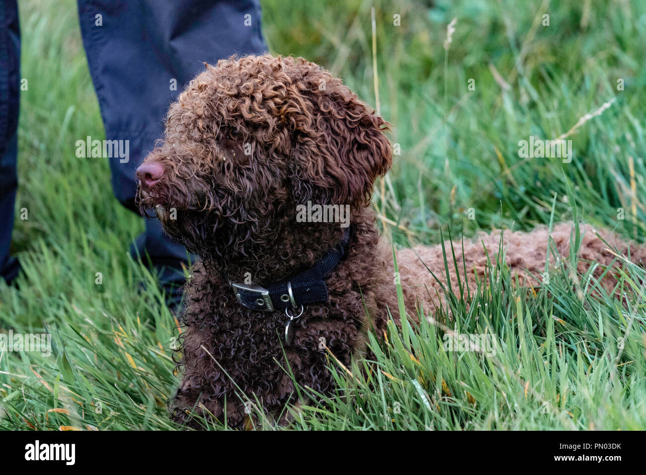 Springer e Cocker Spaniels in gioco..... i cani da sparo che lavorano si divertono Foto Stock