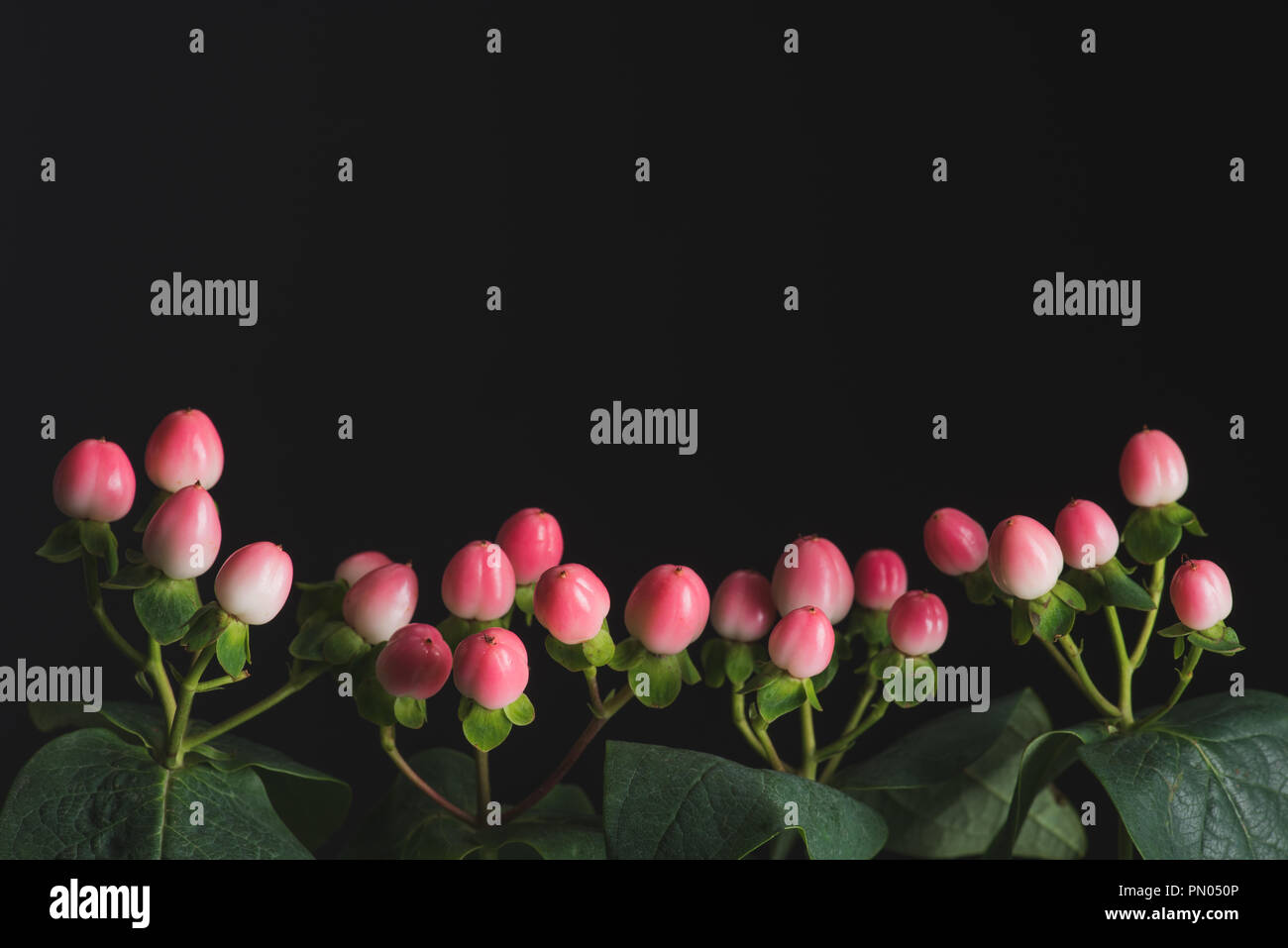 Vista ravvicinata di piante con rosa di bacche di hypericum isolato su nero Foto Stock