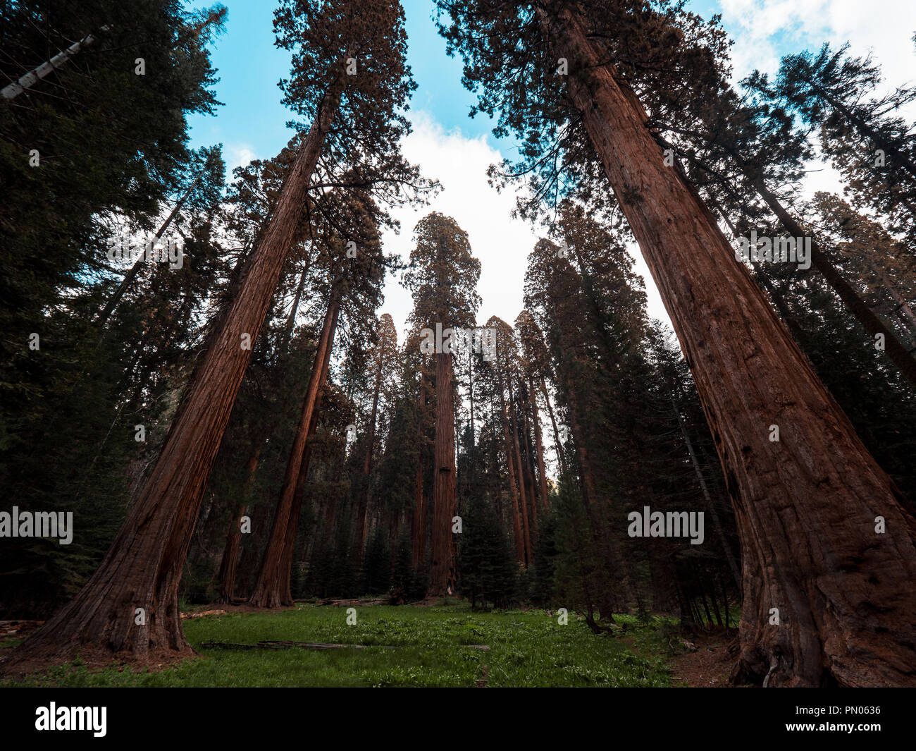 Incredibile grandi alberi che sono imensly alta e di incredibile ampia Foto Stock