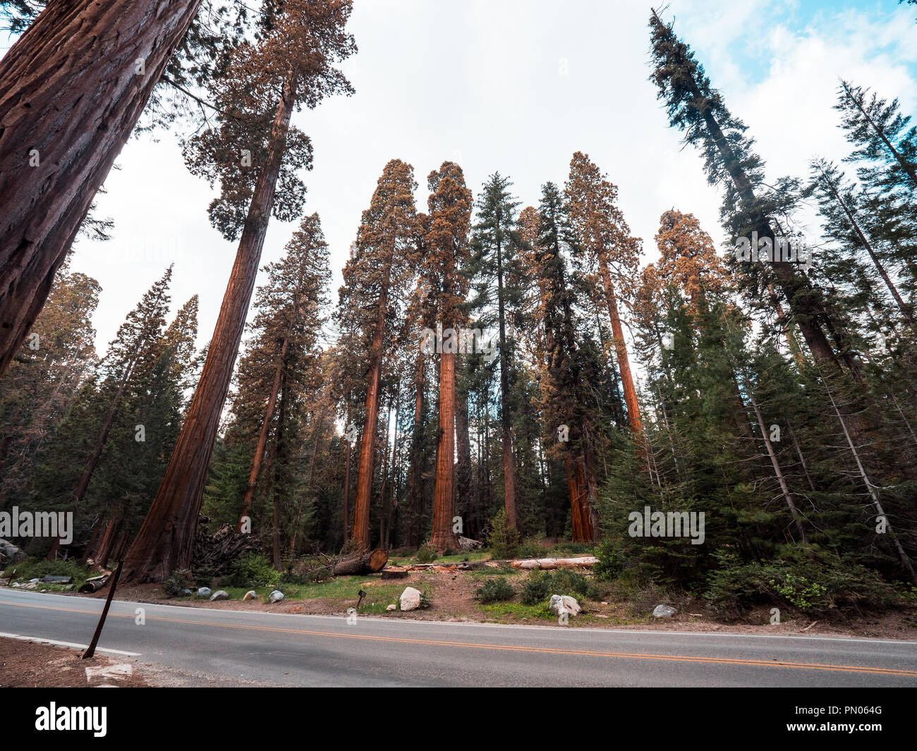 Incredibile grandi alberi che sono imensly alta e di incredibile ampia Foto Stock
