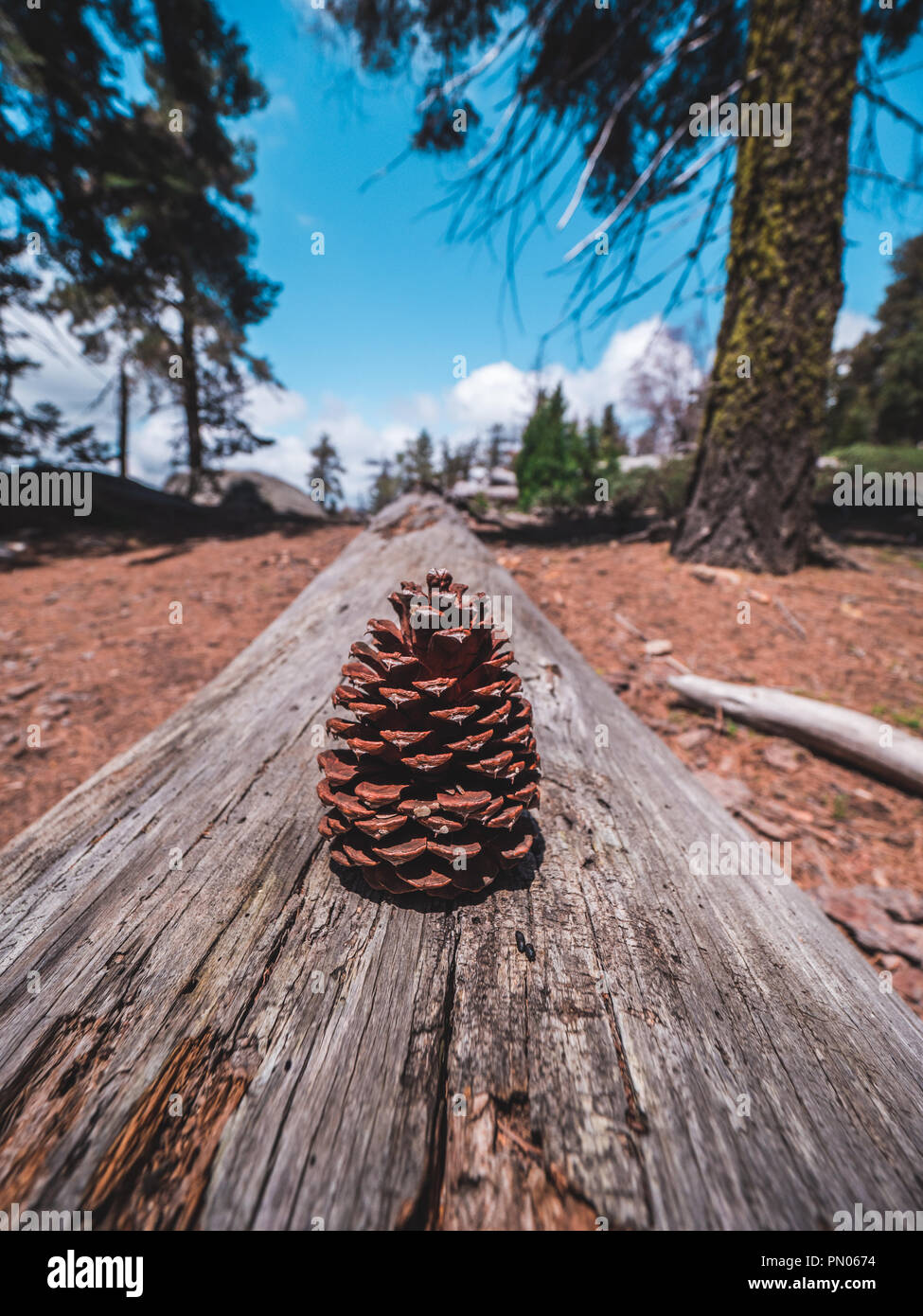 Pine in appoggio su di un palco di alberi e rocce nel mezzo del gigante forrest Foto Stock